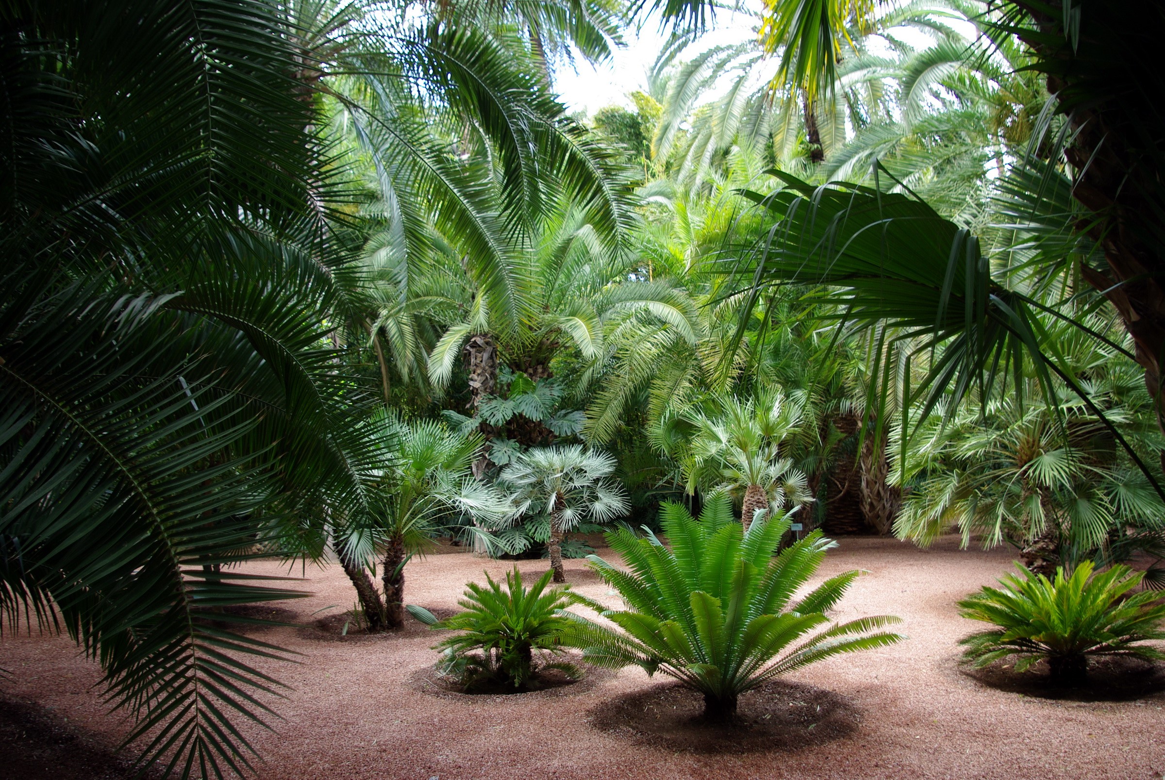 Palm trees and cycads in a botanical garden HD Wallpaper