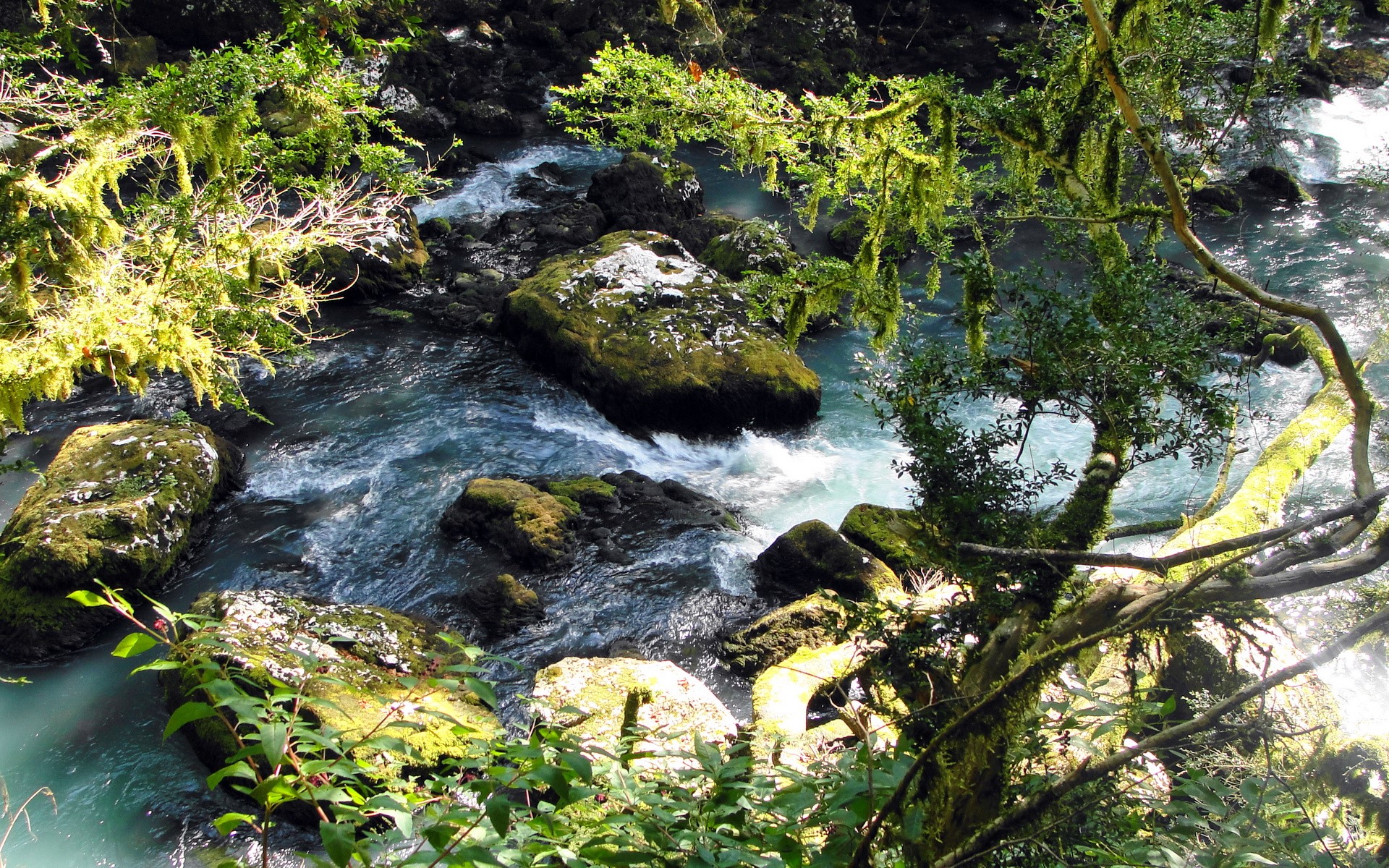 River flowing through moss-covered rocks and trees HD Wallpaper