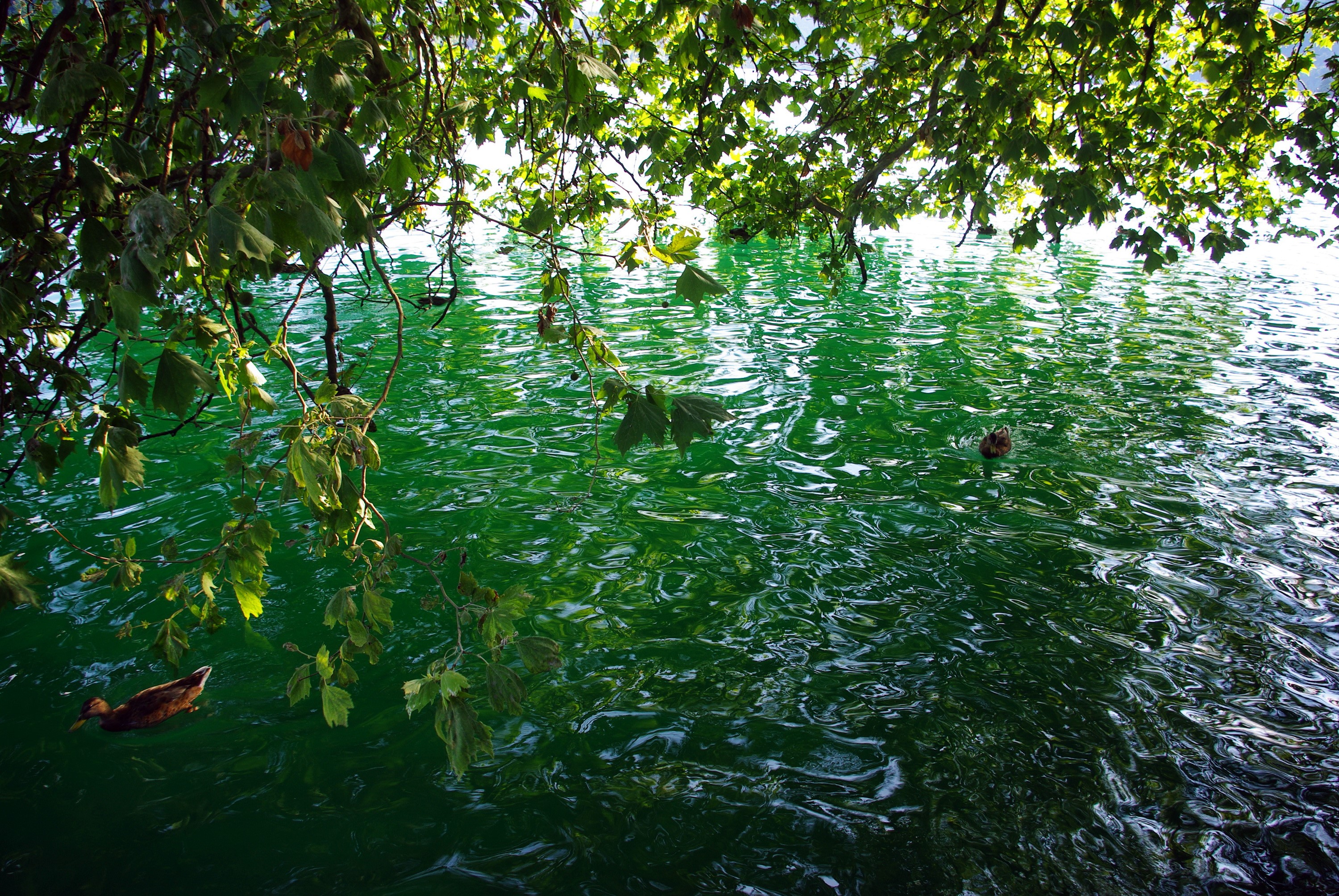 Ducks swimming in a green lake under trees HD Wallpaper