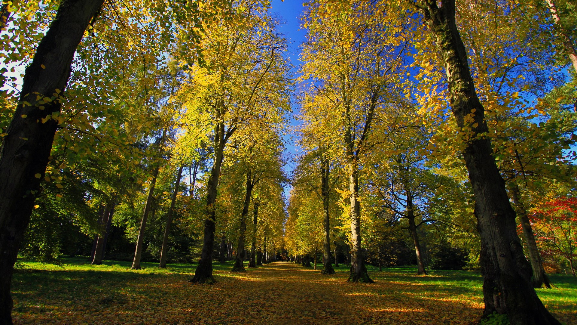 Autumn tree-lined path with fallen leaves HD Wallpaper