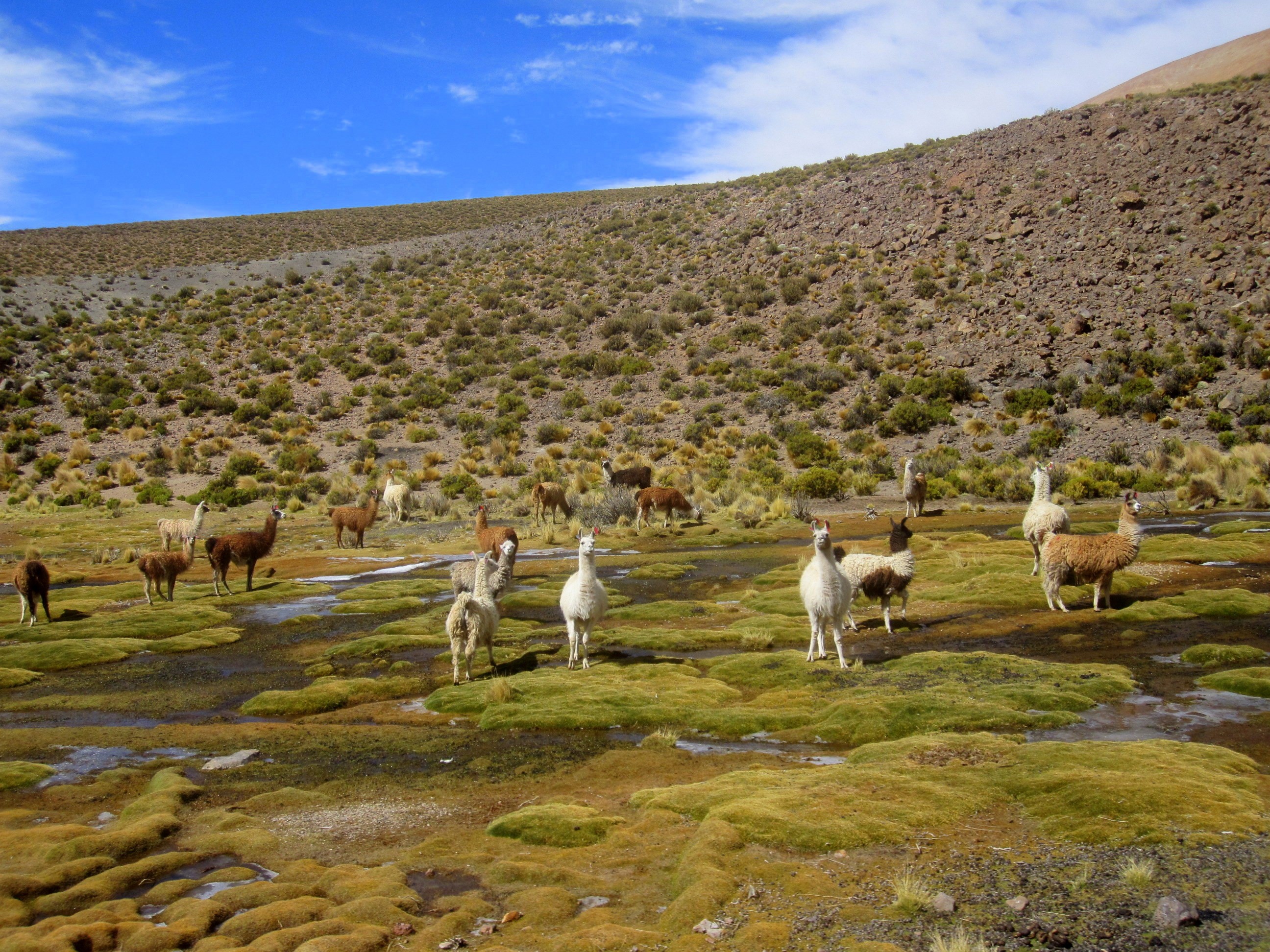 Llamas grazing in a wetland at Salar de Uyuni, Bolivia HD Wallpaper