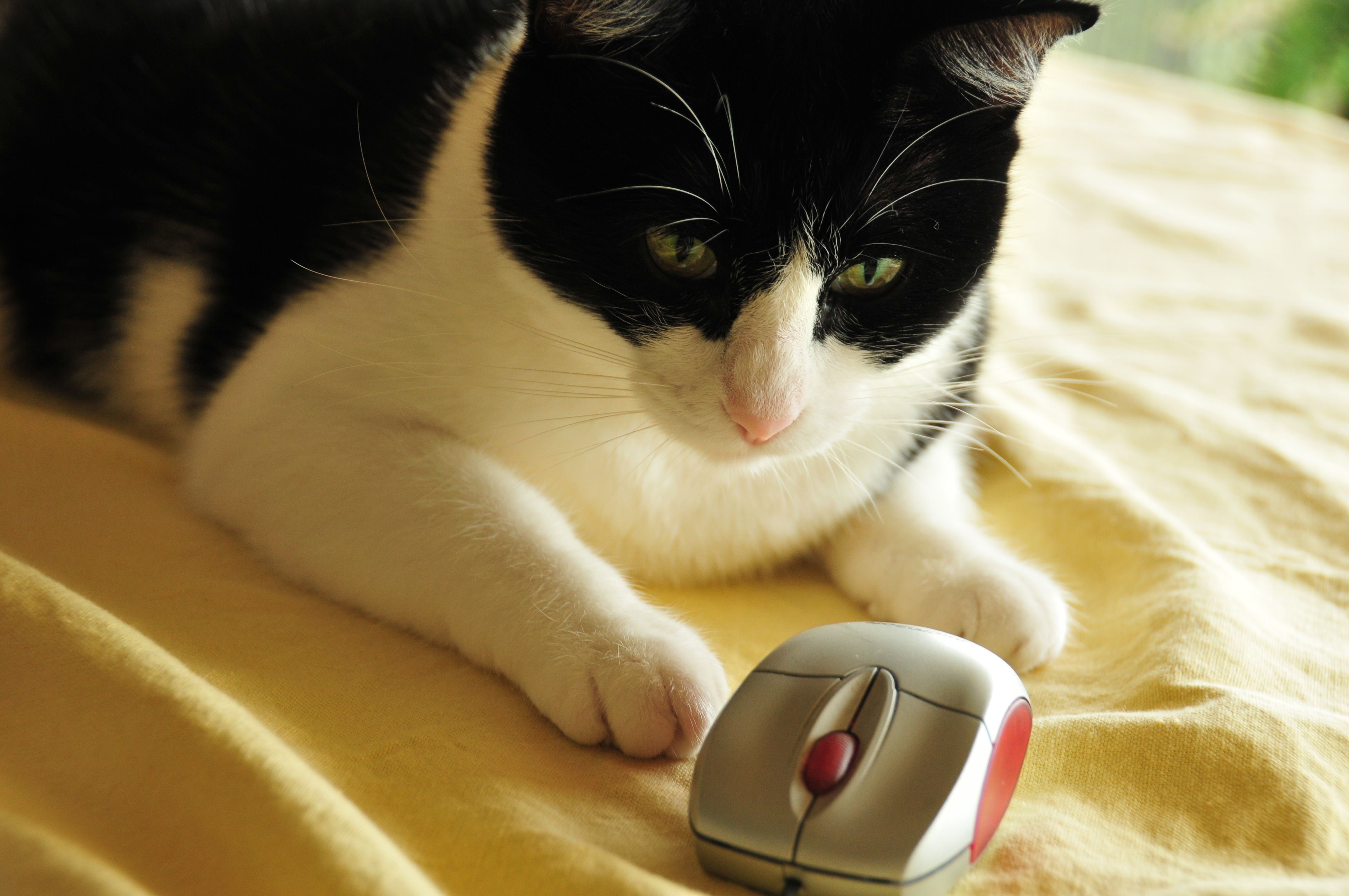 Black and white cat with computer mouse HD Wallpaper