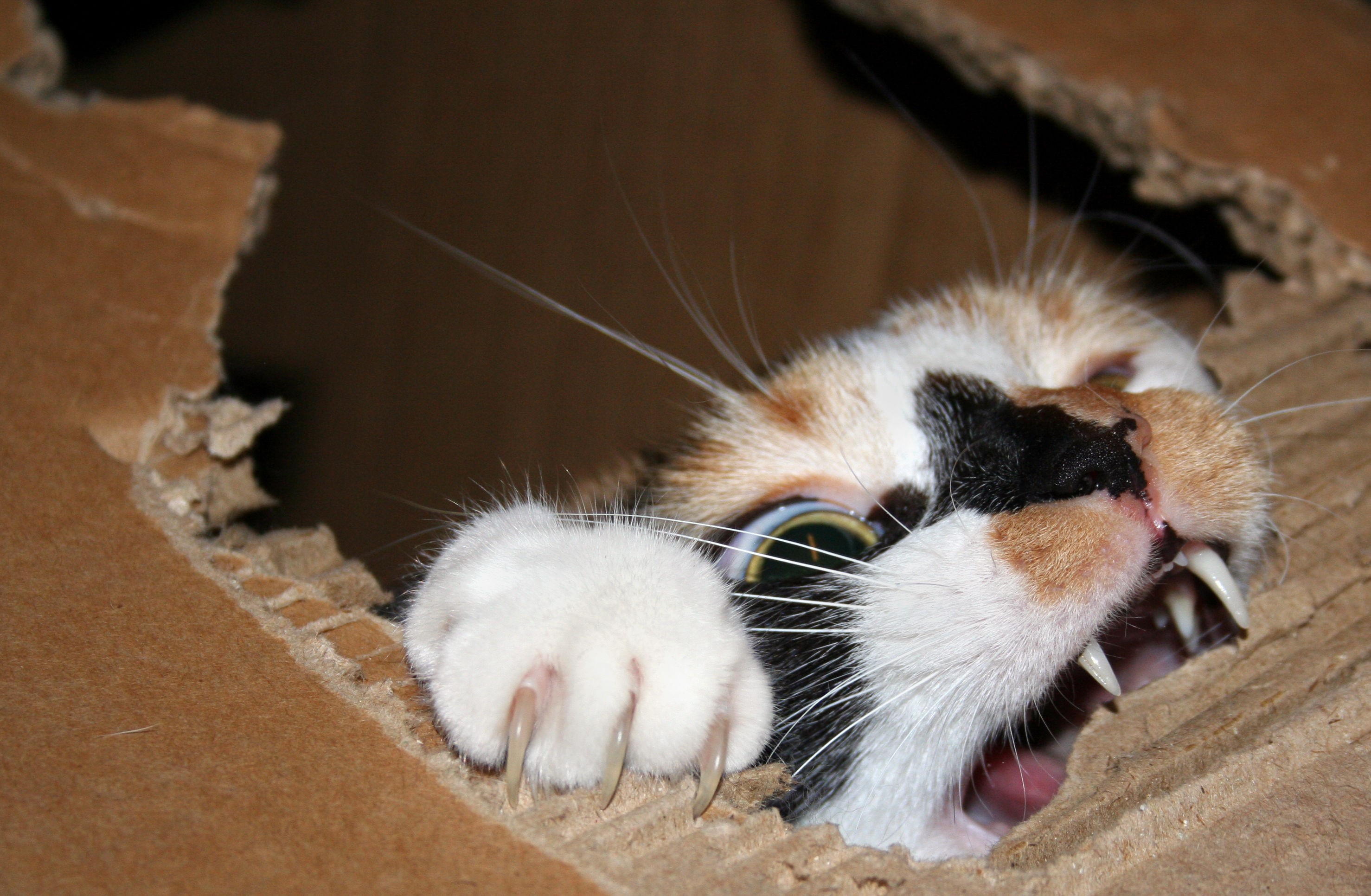 Calico cat peeking through a torn cardboard box HD Wallpaper