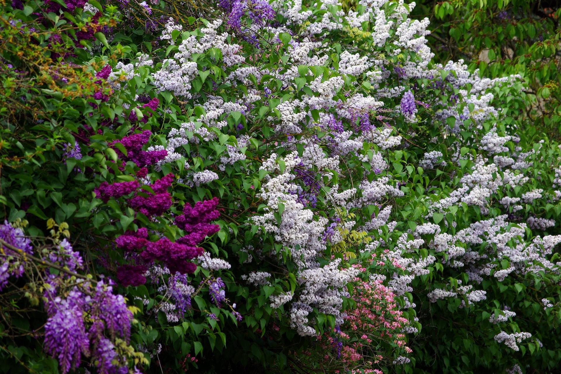 Purple and white lilacs in bloom HD Wallpaper