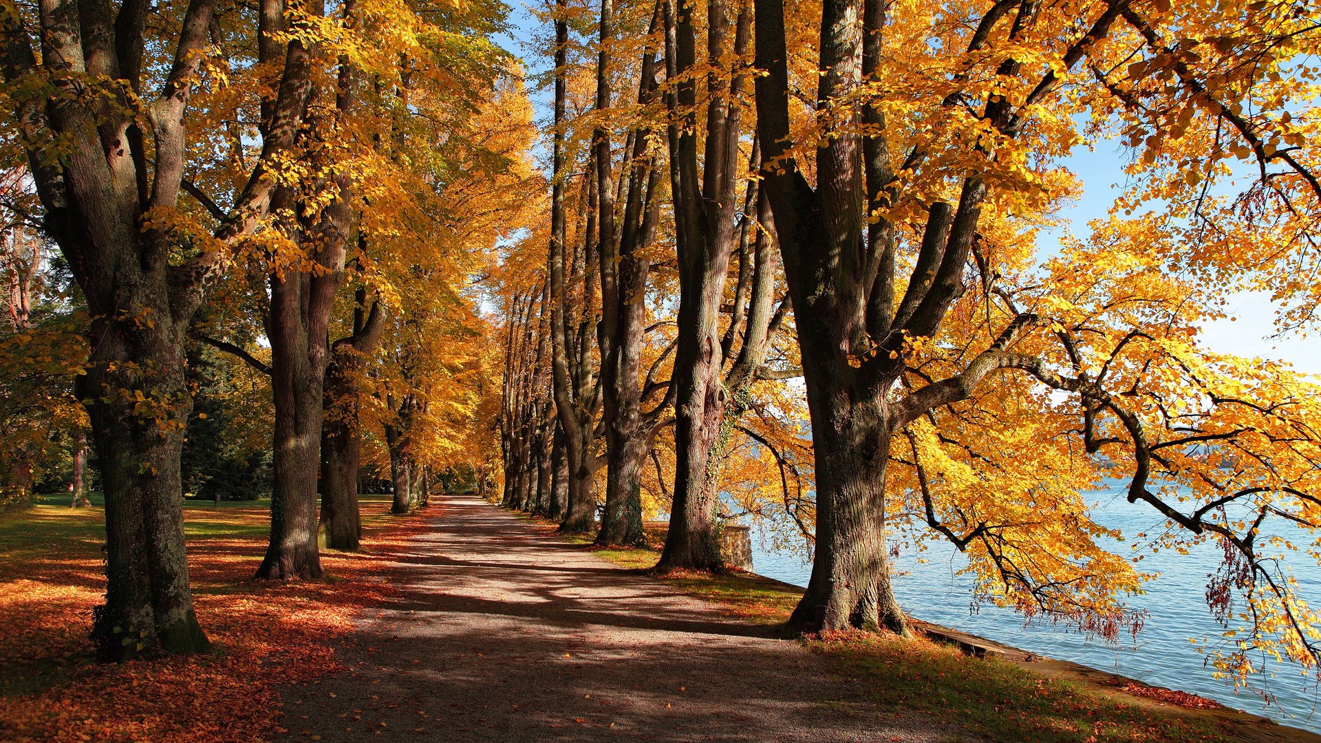 Autumn trees line a path next to a lake HD Wallpaper