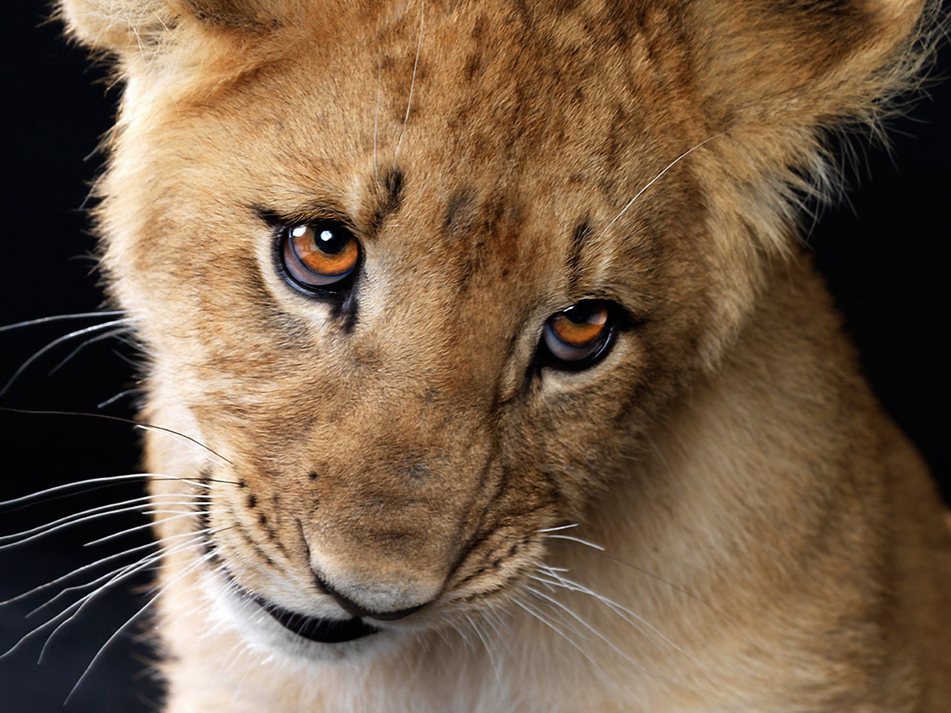 Close-up of a lion cub's face HD Wallpaper