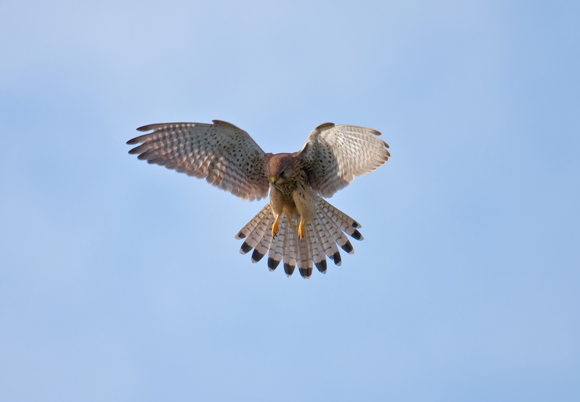 Kestrel in flight against a blue sky HD Wallpaper