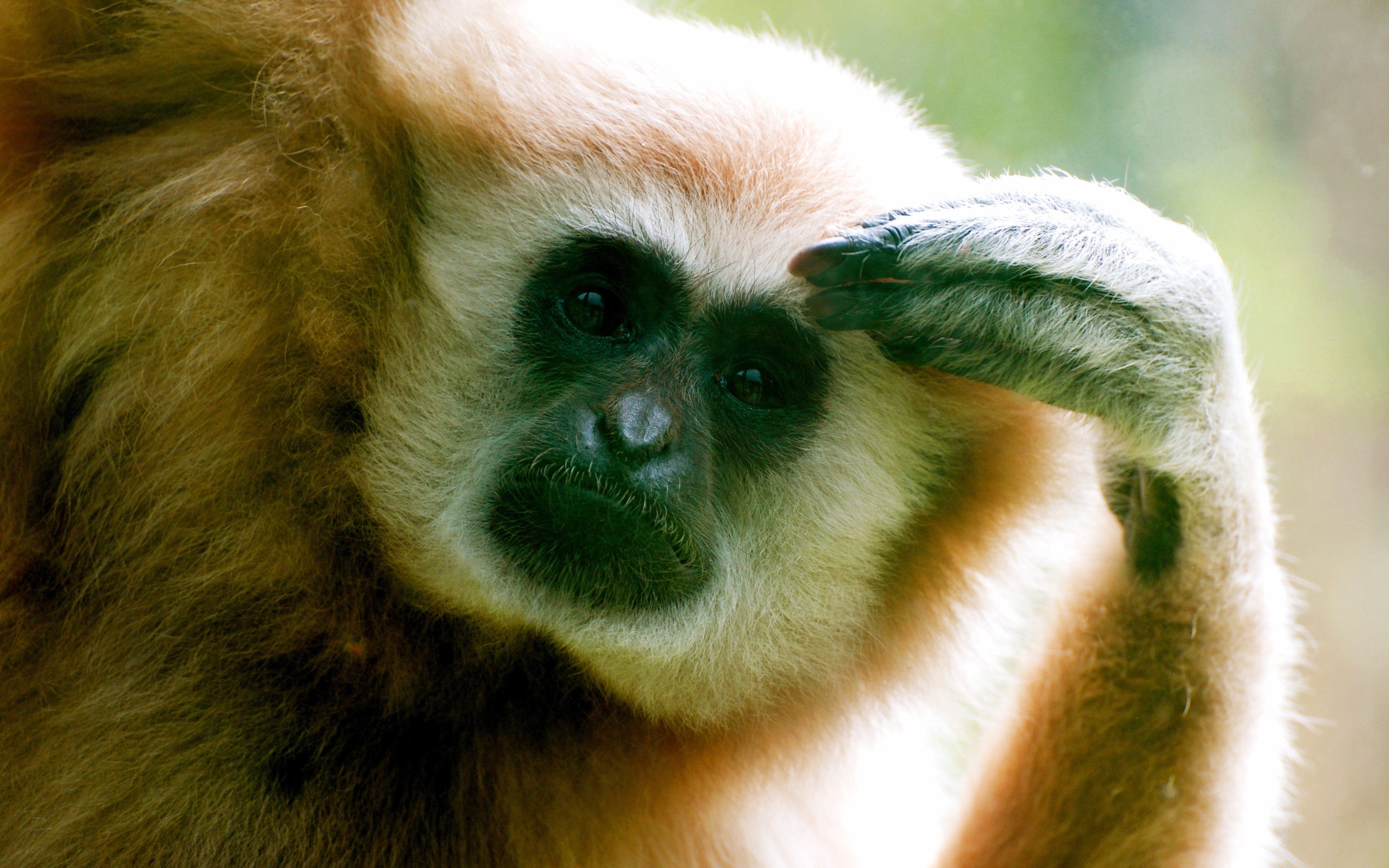Close-up of a gibbon monkey's face HD Wallpaper