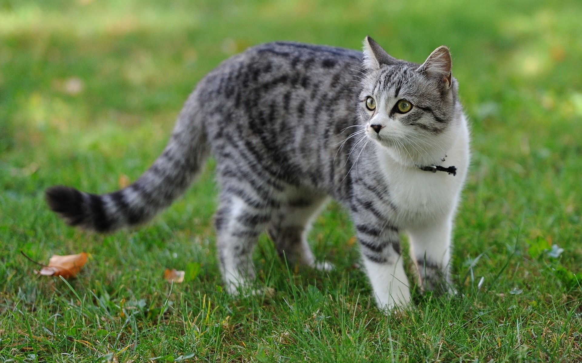 A tabby cat with a collar stands on grass HD Wallpaper