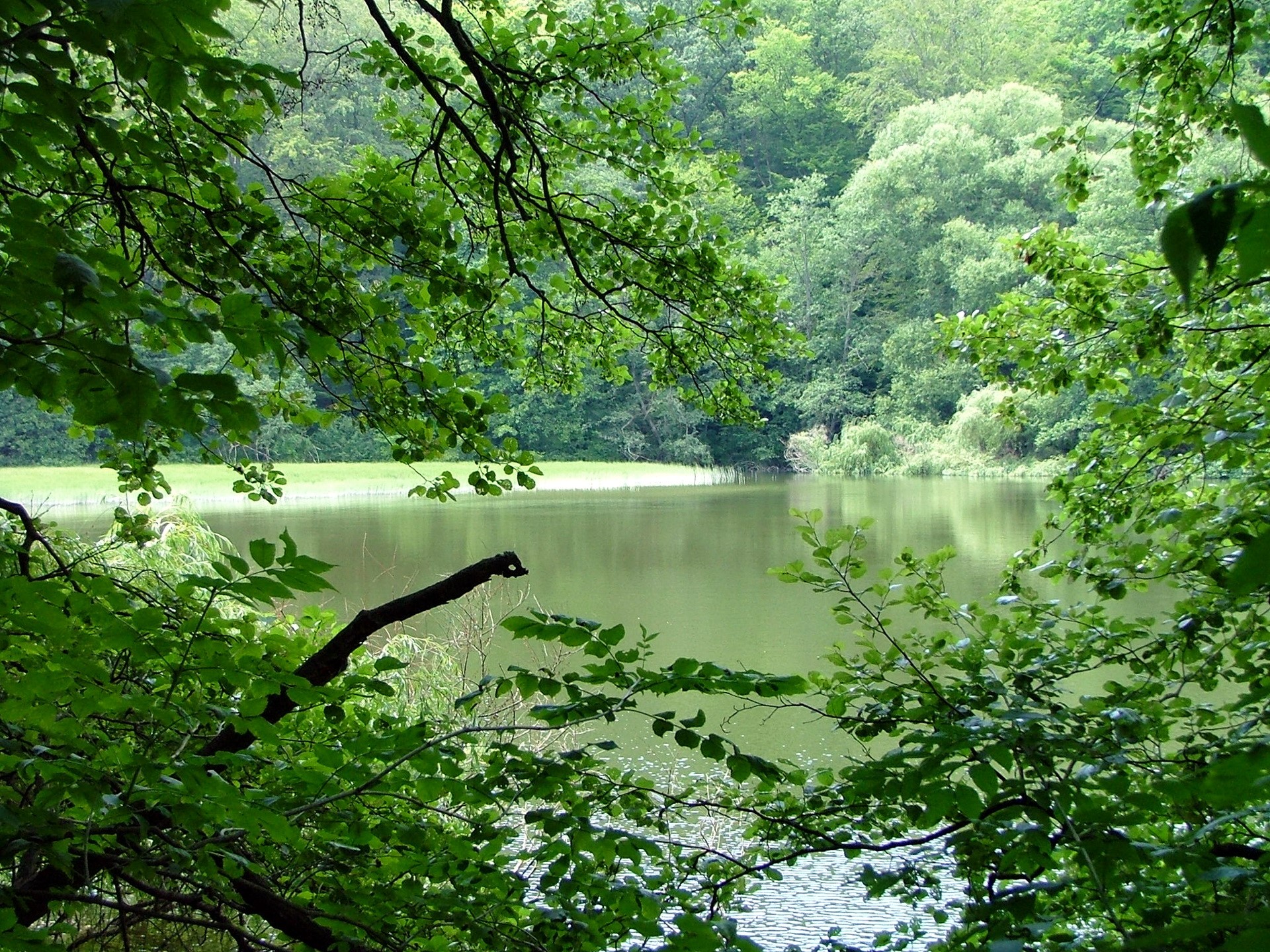 Lake surrounded by trees in Hungary HD Wallpaper