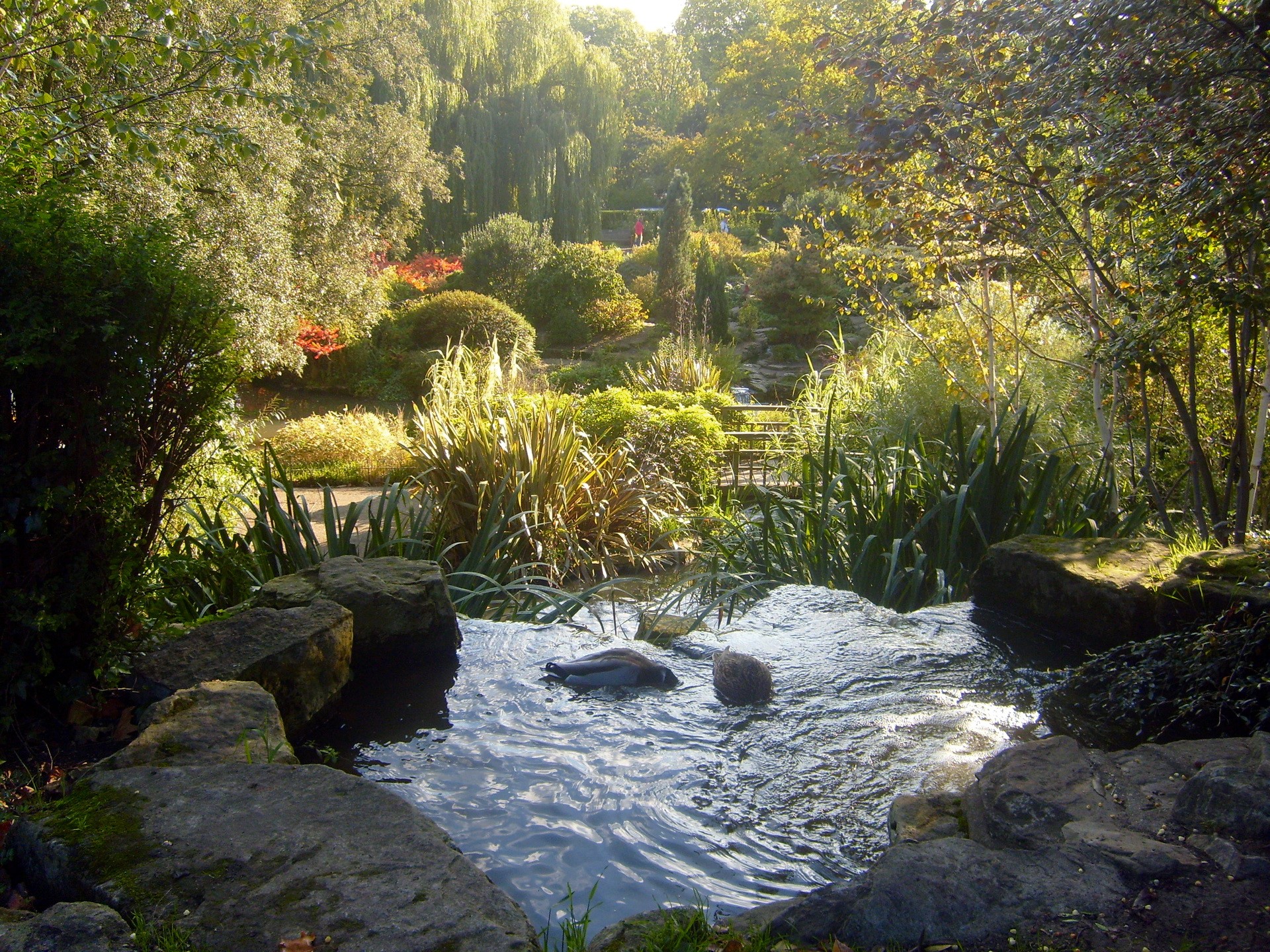 Regents Park London with a stream and trees HD Wallpaper