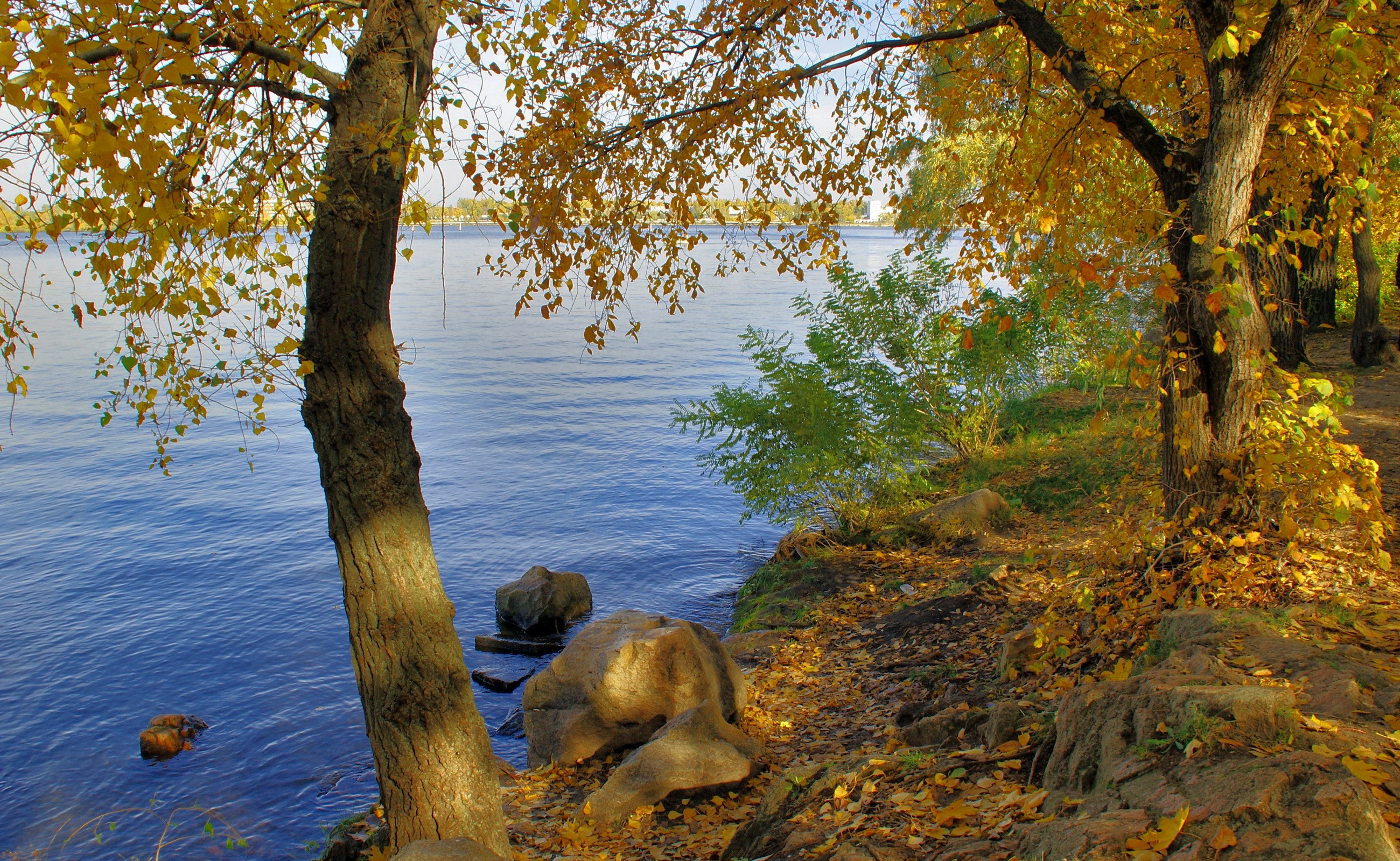 Autumn trees by the river HD Wallpaper