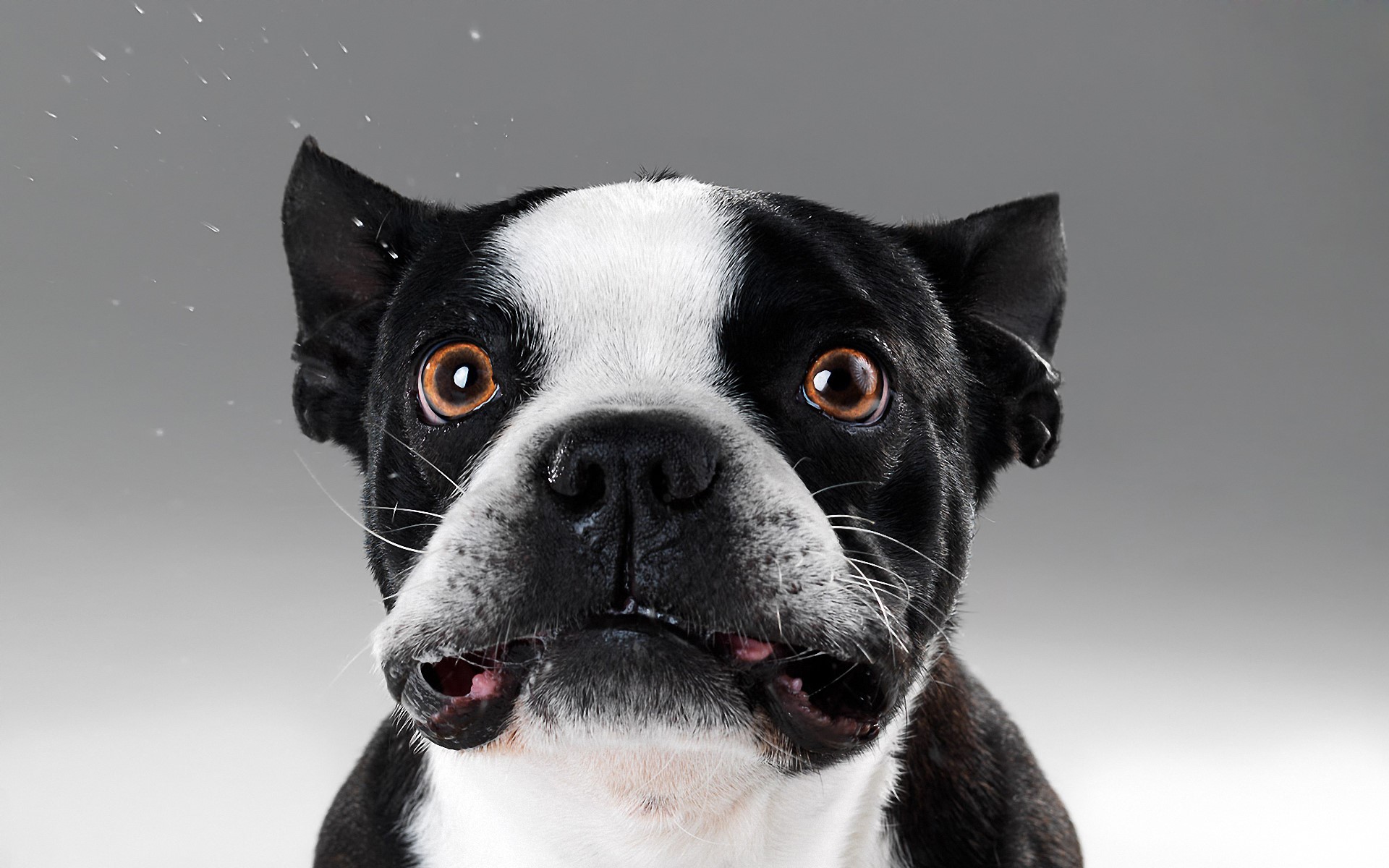 Boston Terrier dog with water droplets HD Wallpaper
