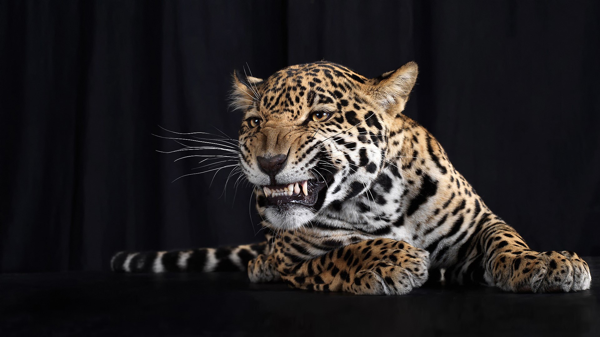 Jaguar snarling with teeth bared against black background HD Wallpaper