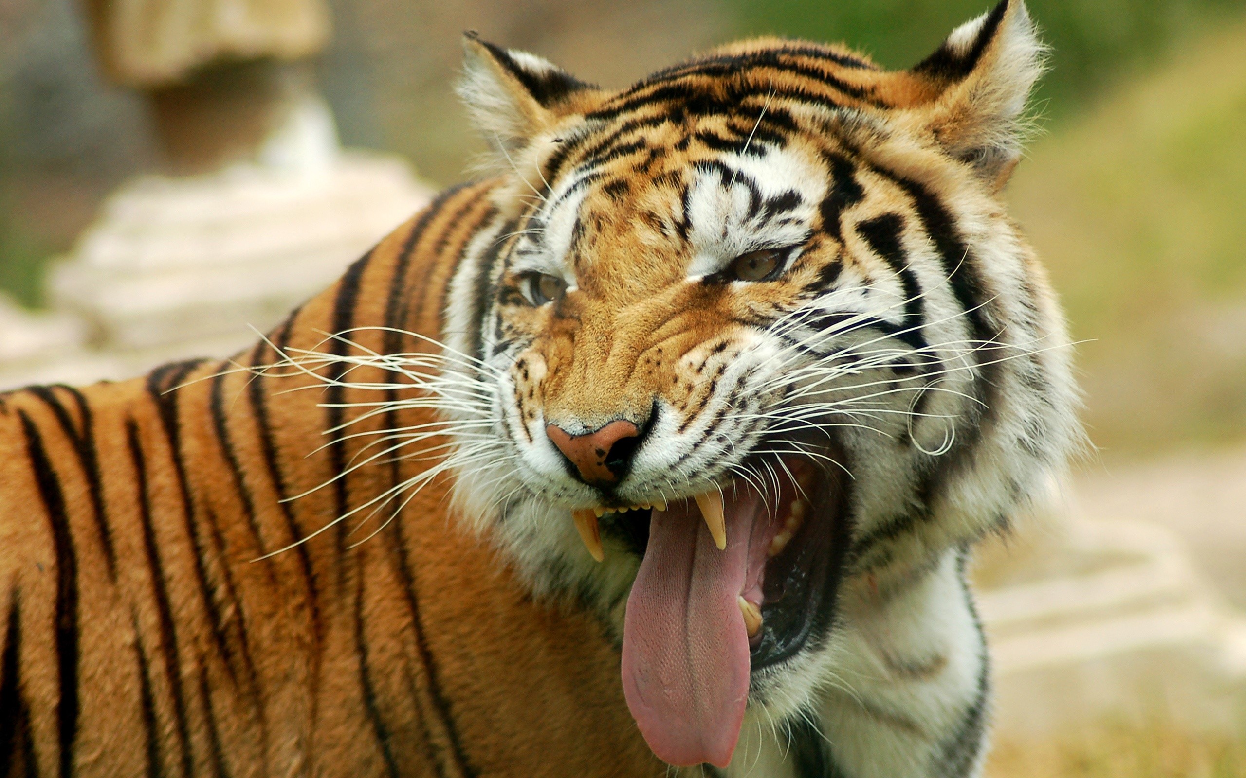 Tiger yawning with its tongue out HD Wallpaper