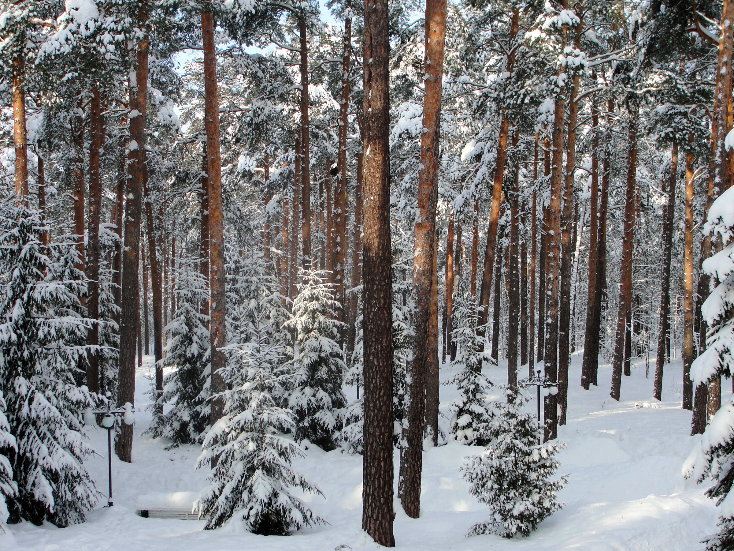 Snowy pine forest with trees and snow-covered ground HD Wallpaper