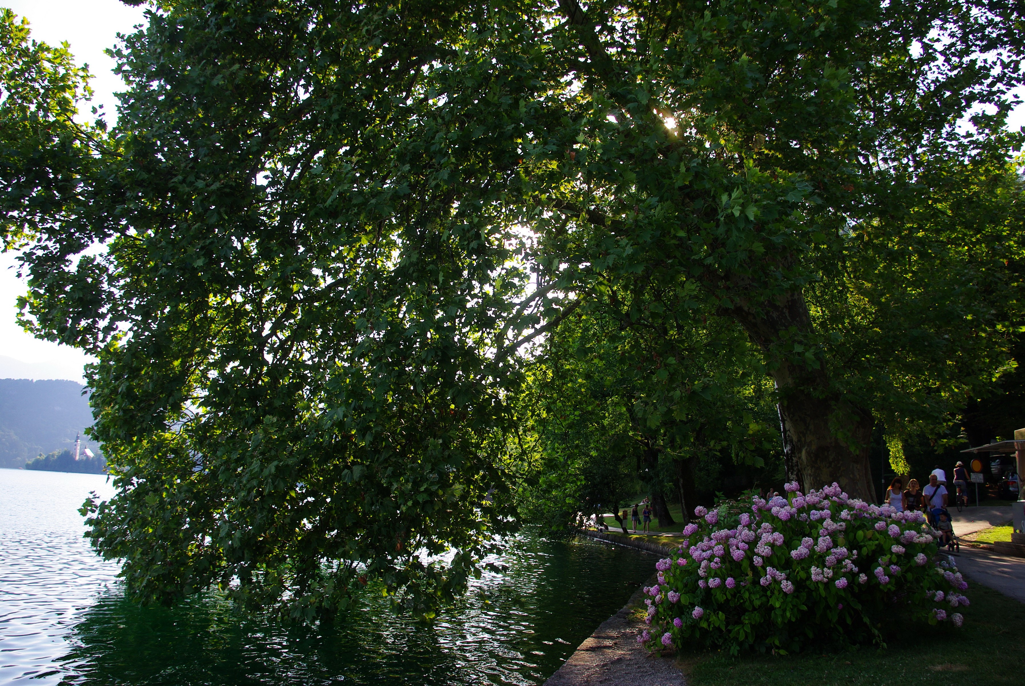 Park with lake and trees HD Wallpaper