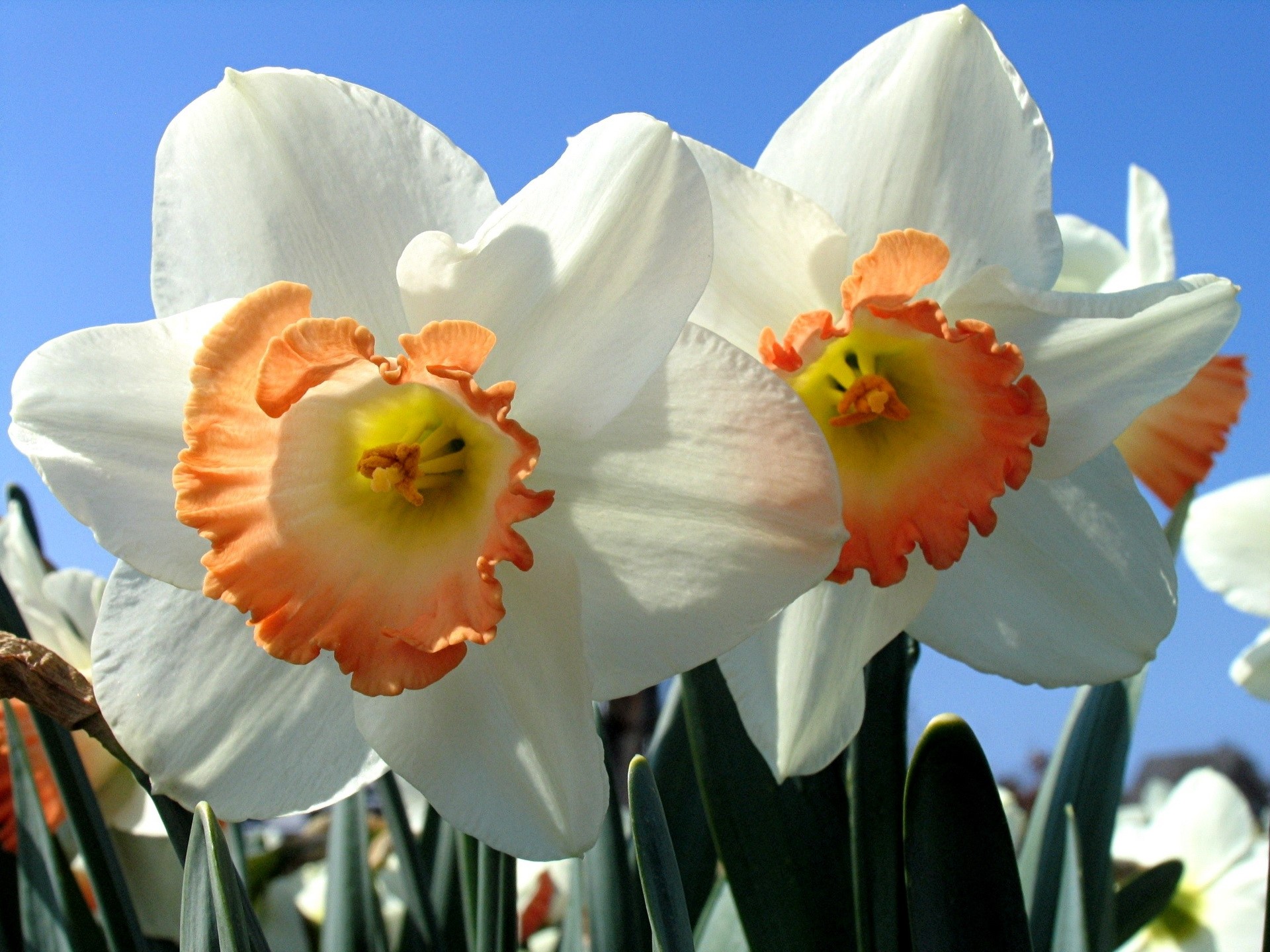 White and orange daffodils in bloom HD Wallpaper