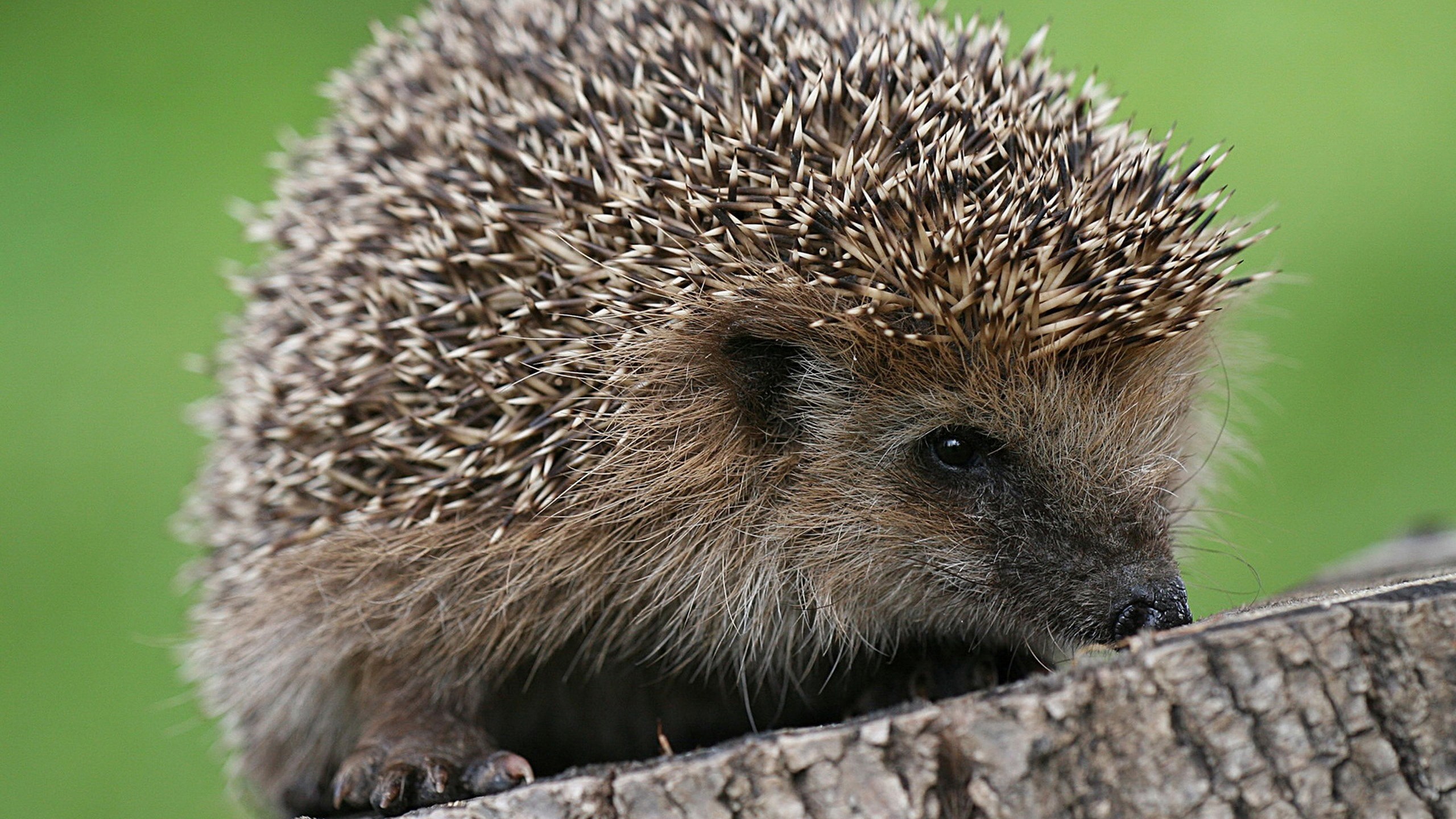 Hedgehog on a log with green background HD Wallpaper