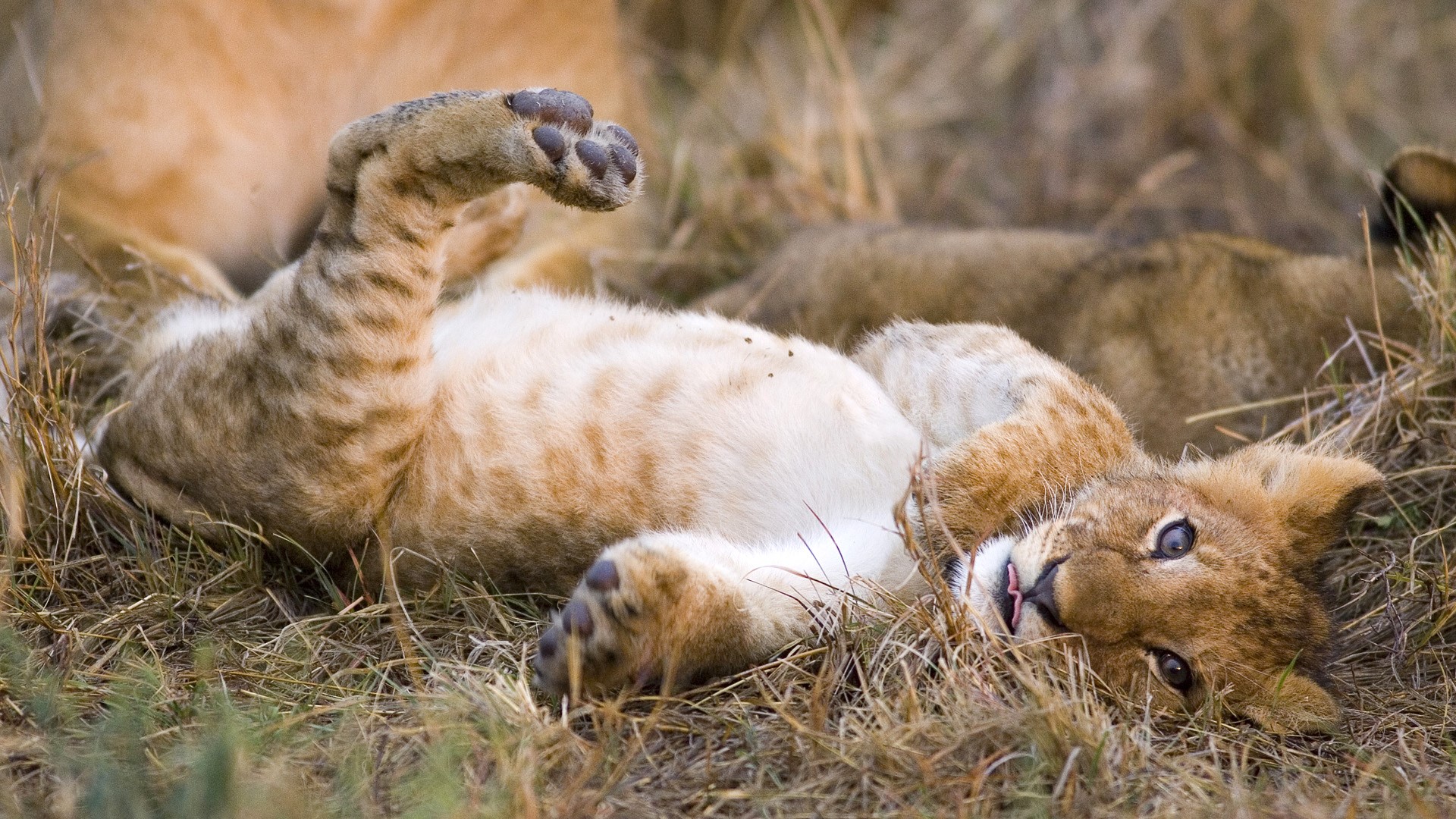 Lion cubs playing in the grass HD Wallpaper