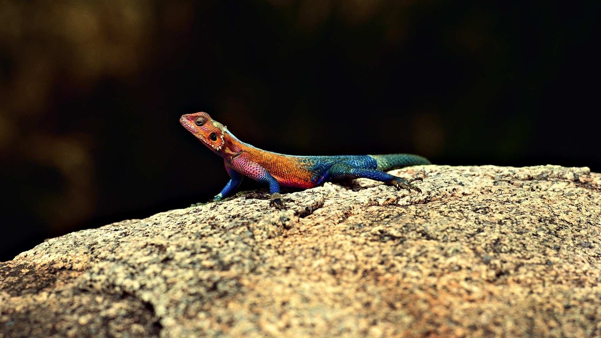 Agama lizard on a rock HD Wallpaper