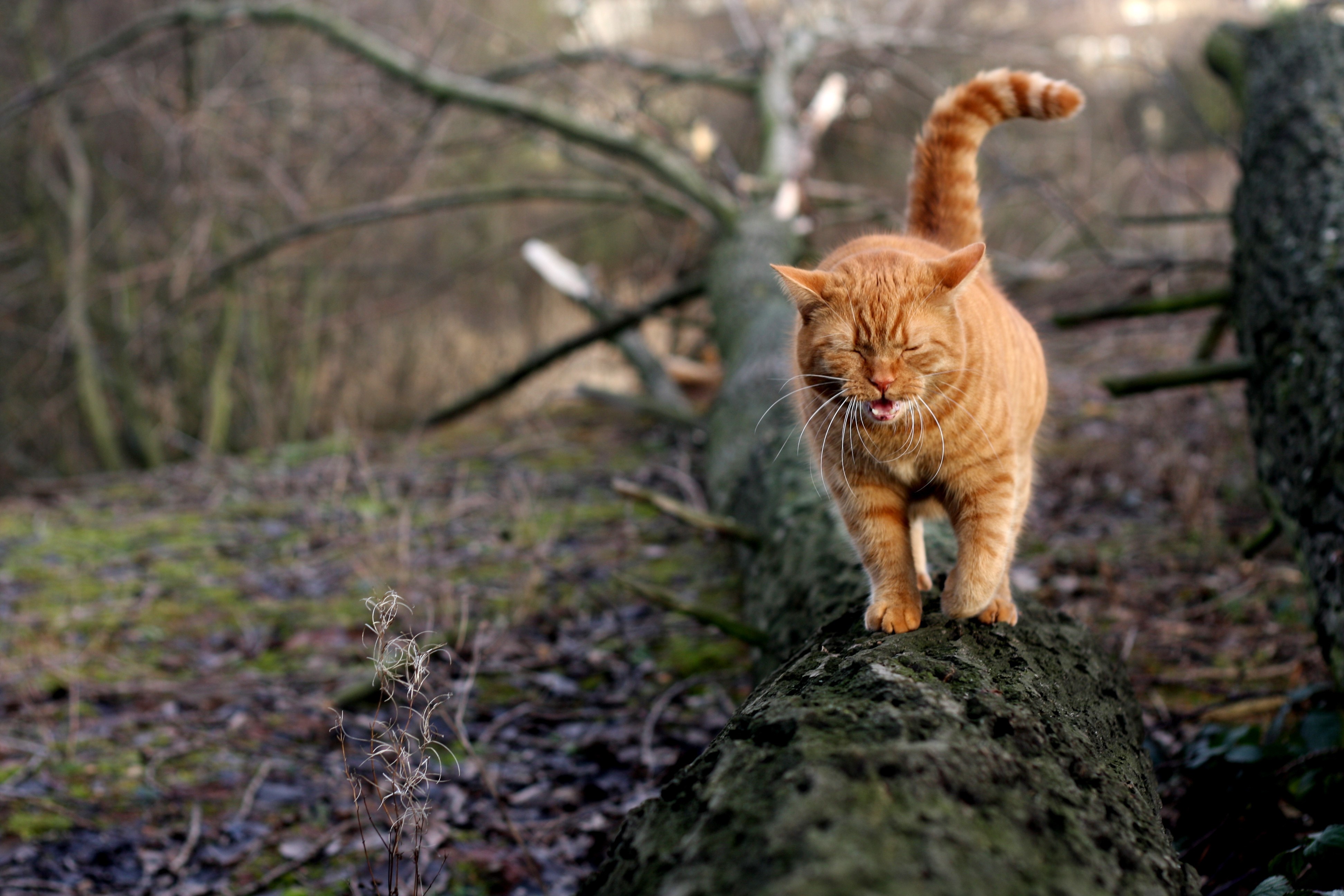 Orange cat walking on a fallen tree HD Wallpaper