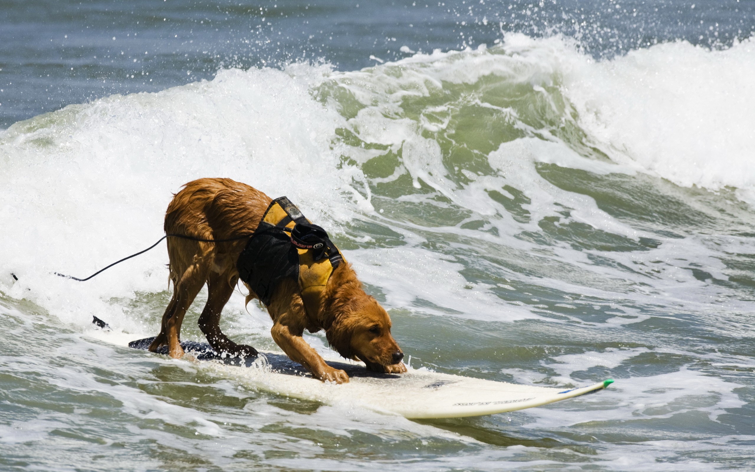 Golden Retriever surfing a wave HD Wallpaper