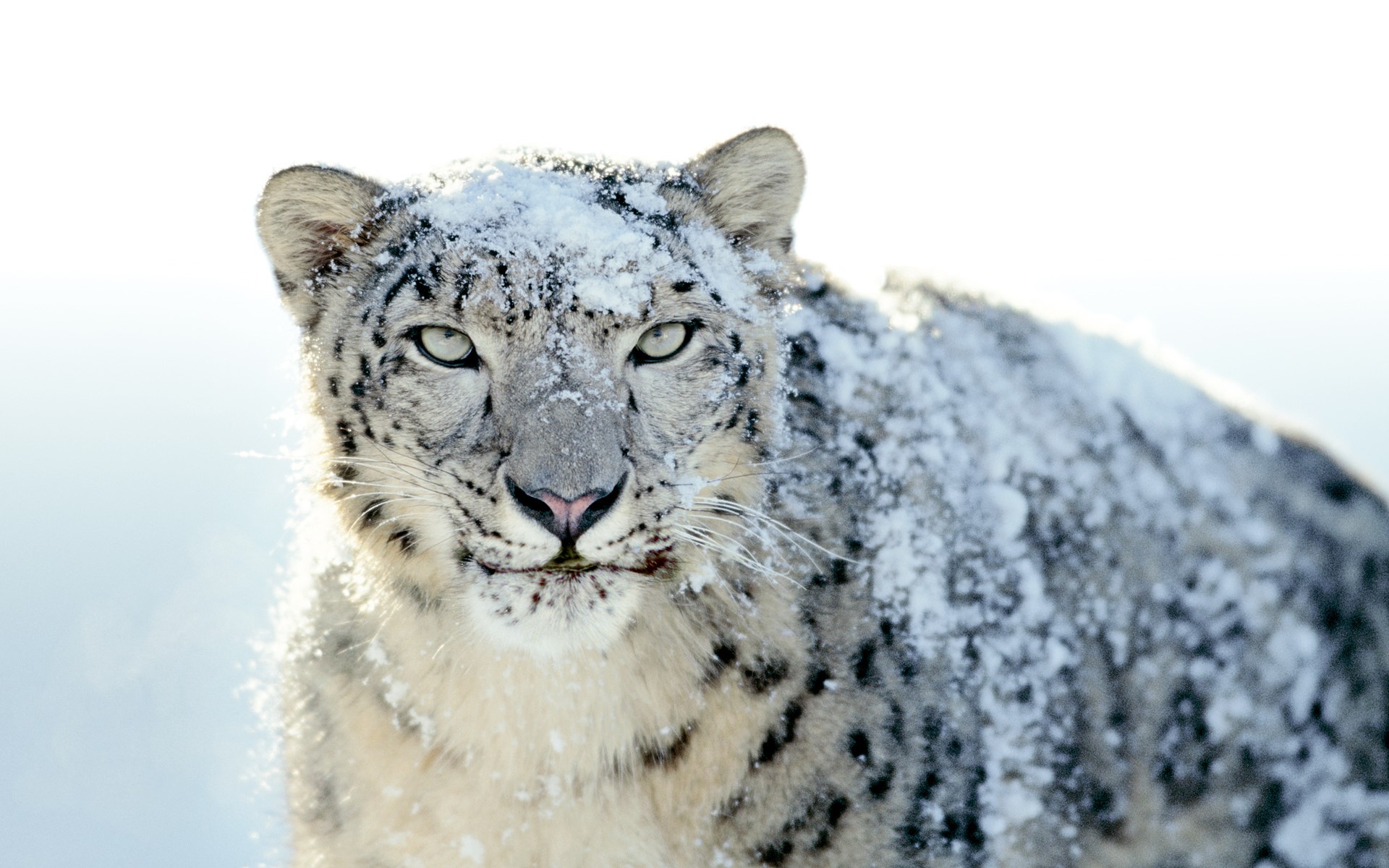 Snow leopard covered in snow HD Wallpaper