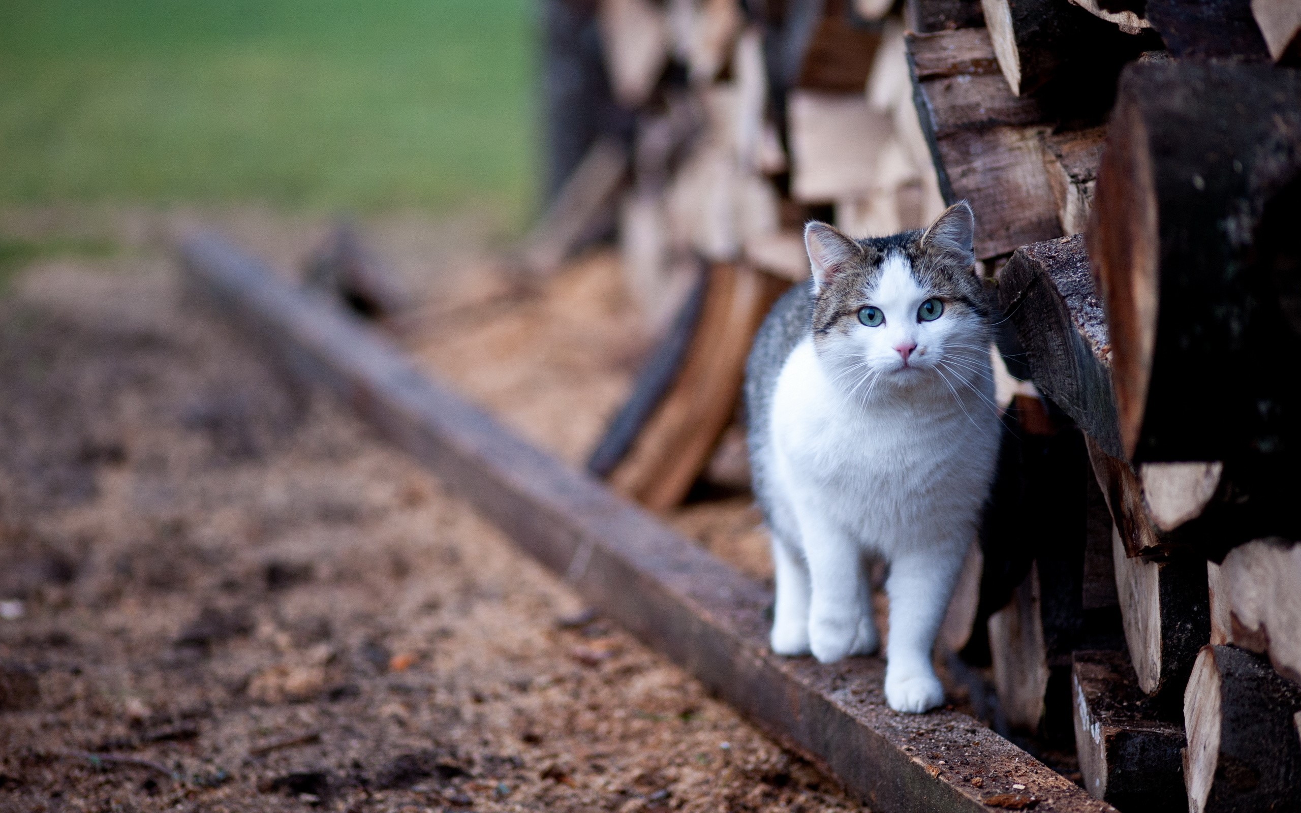 A cat stands on a wooden beam near firewood HD Wallpaper