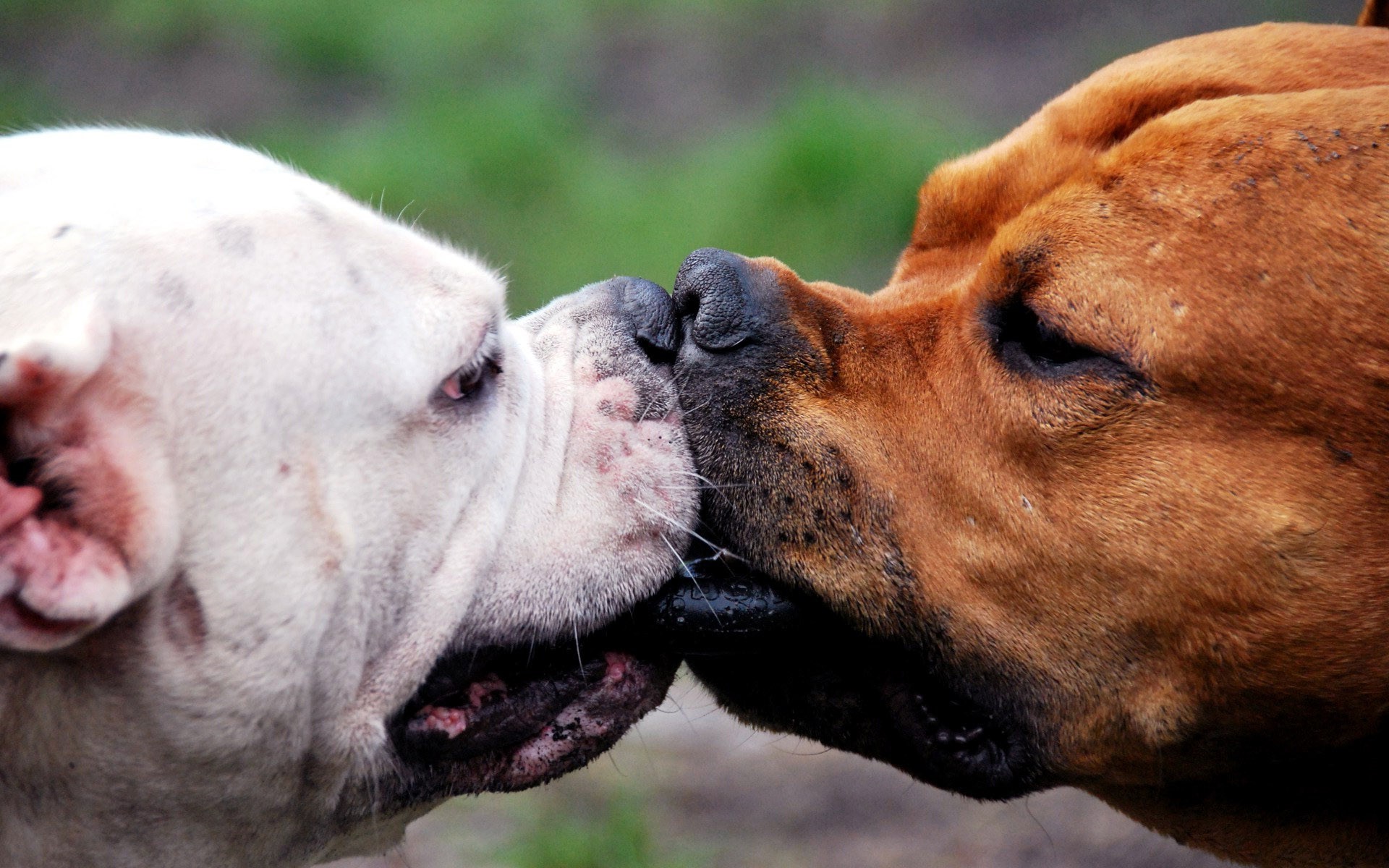 Two dogs, a white and a brown one, touching noses HD Wallpaper