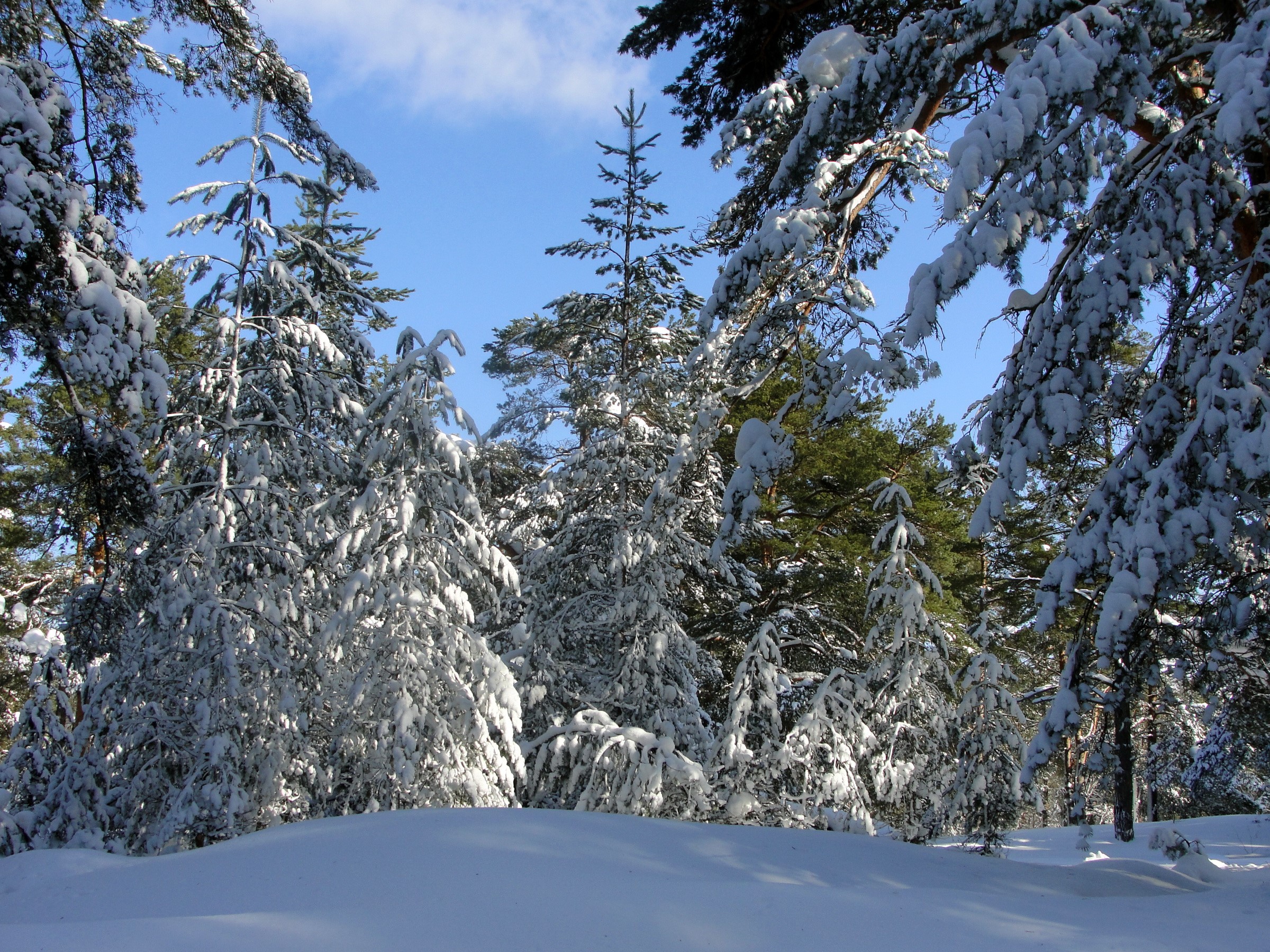 Snow-covered pine forest under a blue sky HD Wallpaper