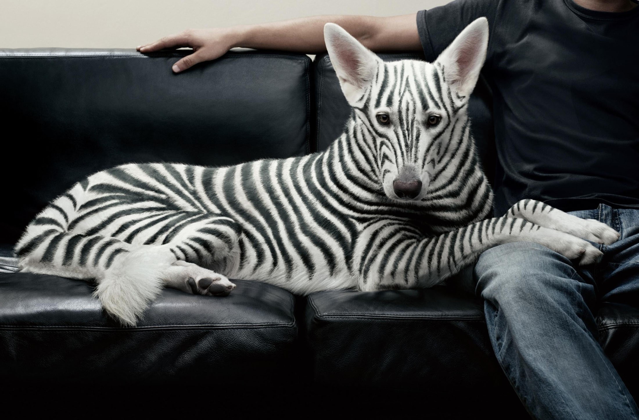 Dog with zebra stripes on a couch with a person HD Wallpaper