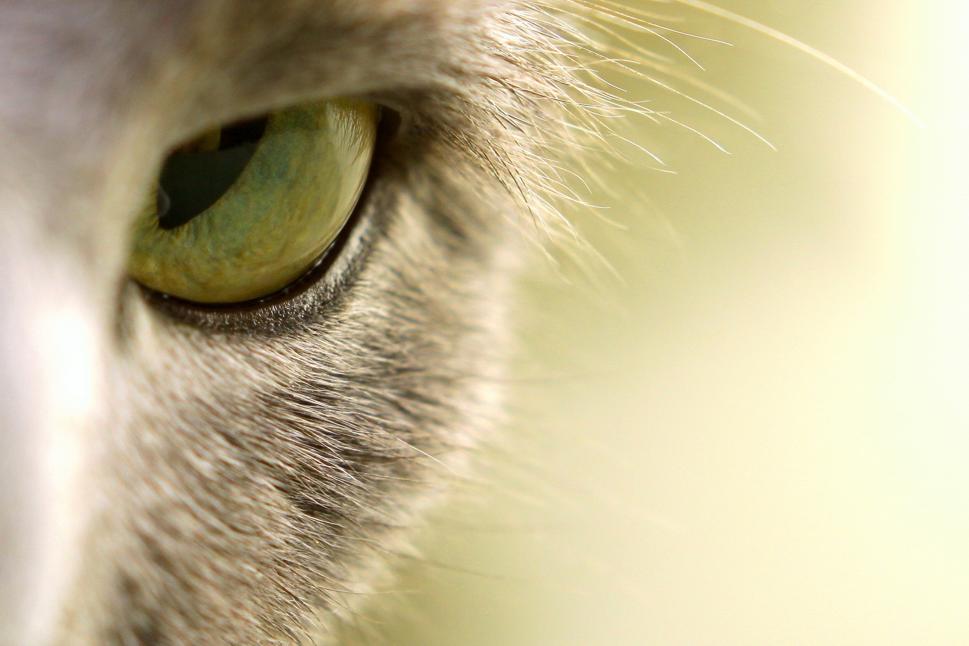 Close-up of a cat's green eye HD Wallpaper
