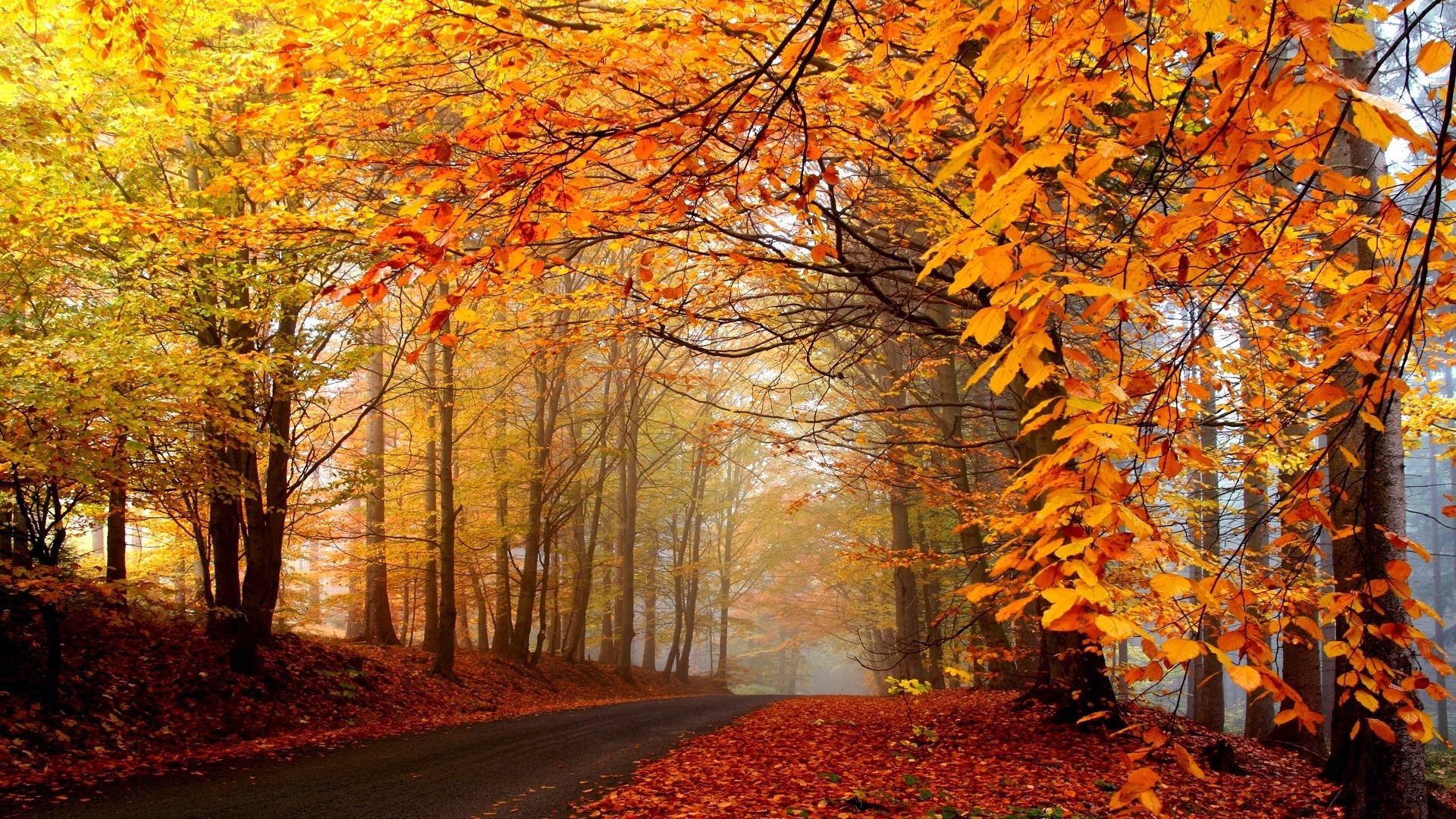 Autumn forest road with colorful leaves HD Wallpaper
