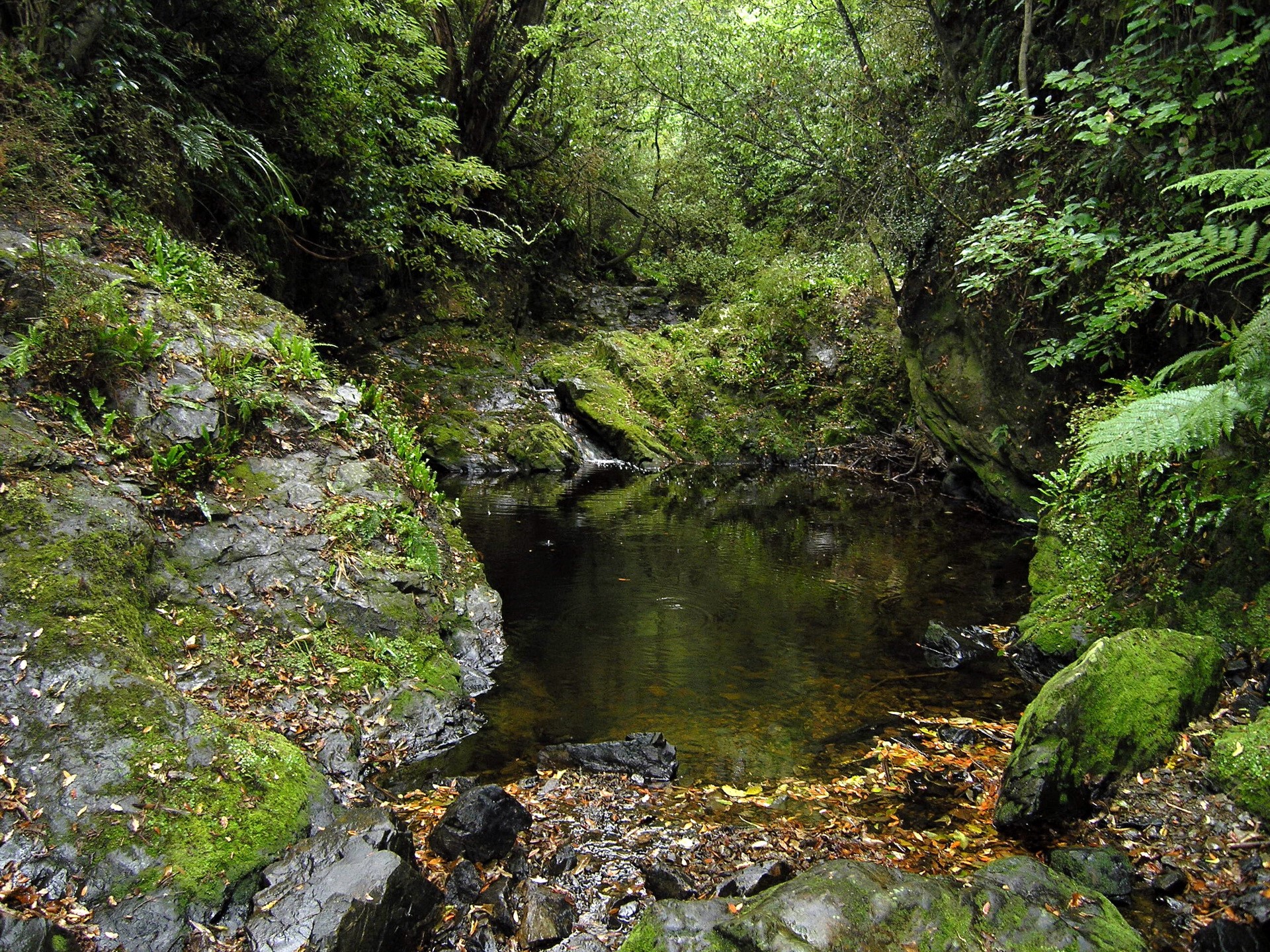 Forest stream with mossy rocks and fallen leaves HD Wallpaper