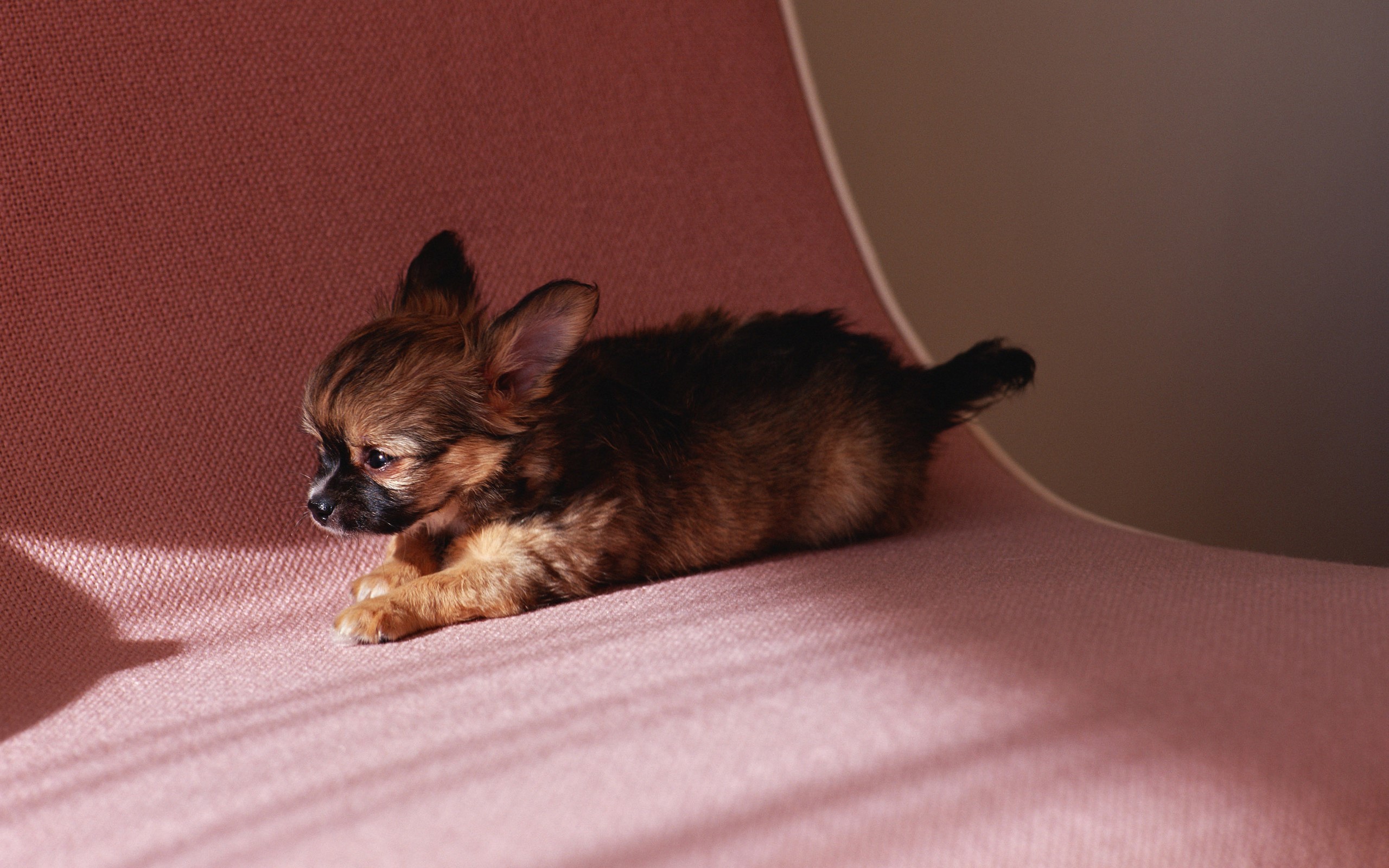 Long-haired Chihuahua puppy lying on a pink surface HD Wallpaper