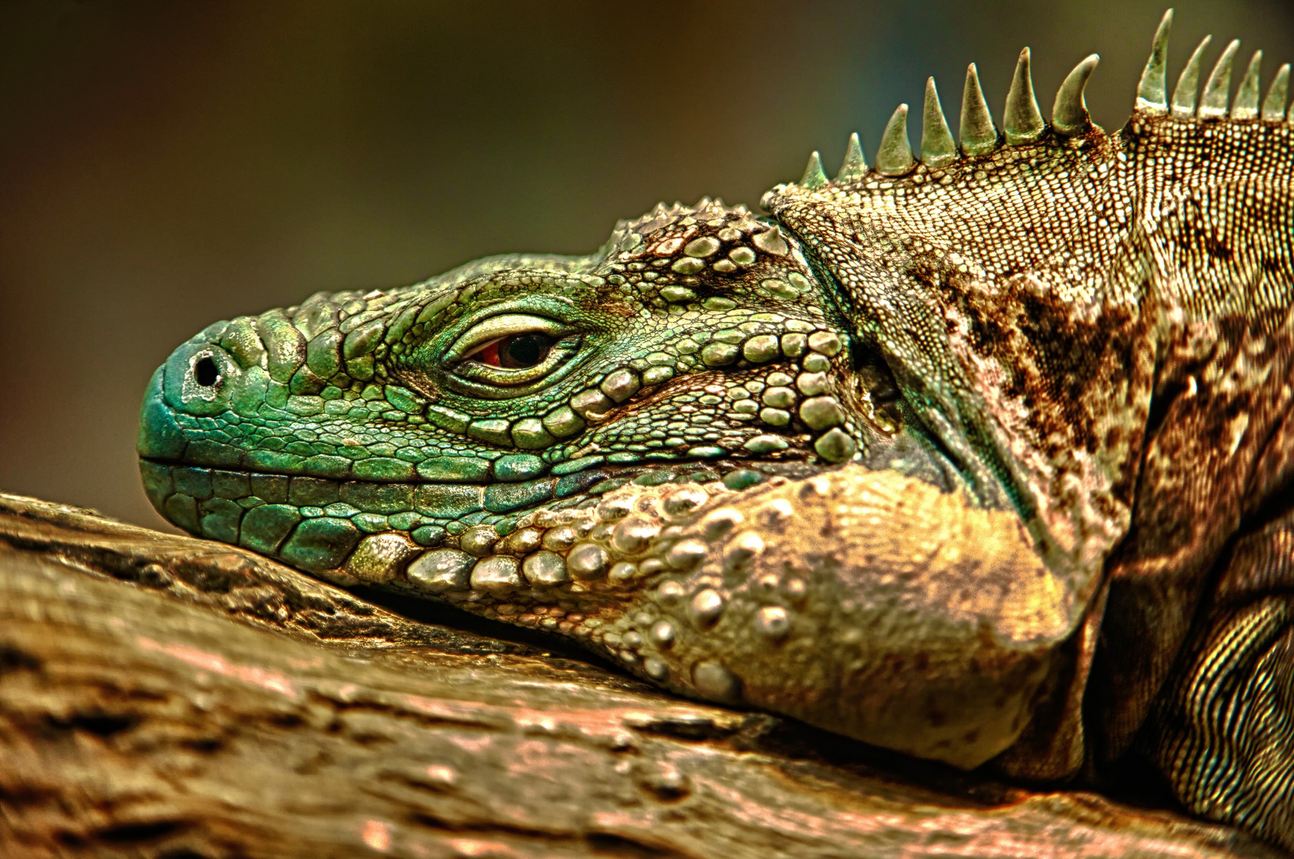 Close-up of a green iguana on a branch HD Wallpaper