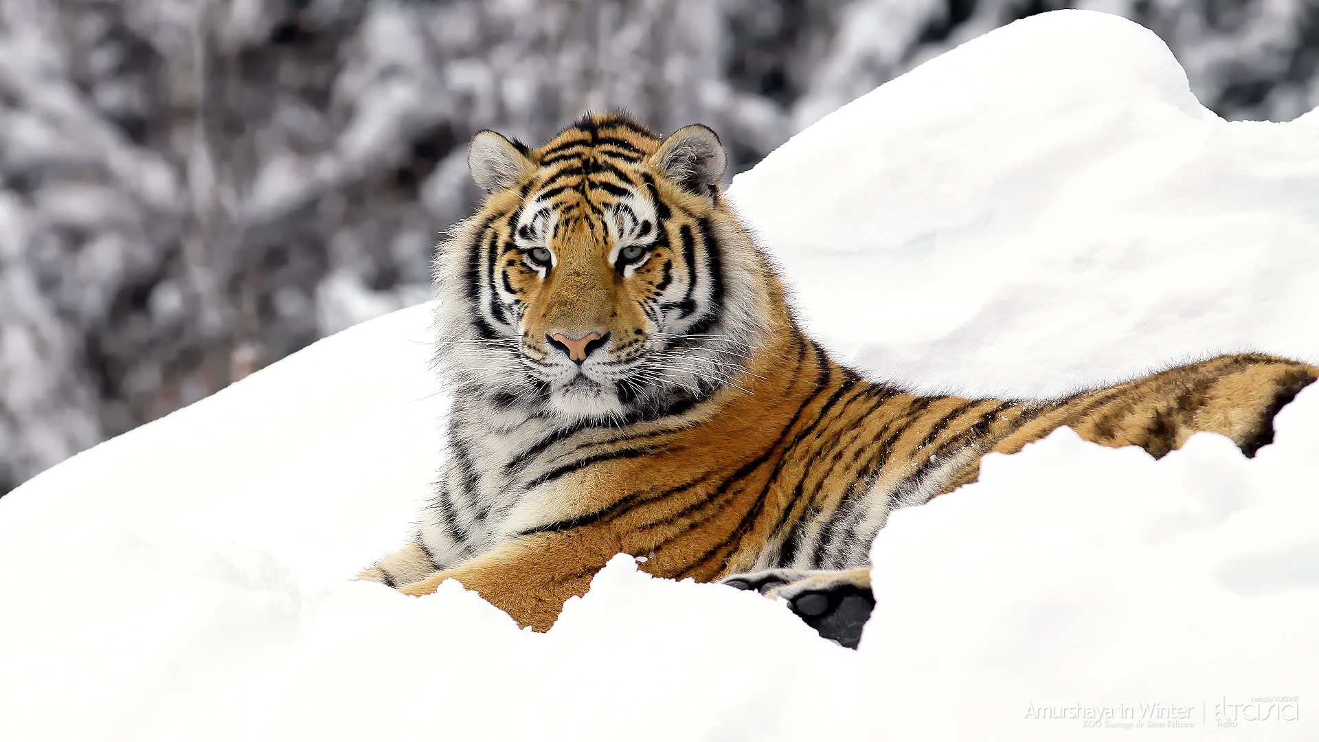 Amur Tiger in Winter Snow HD Wallpaper
