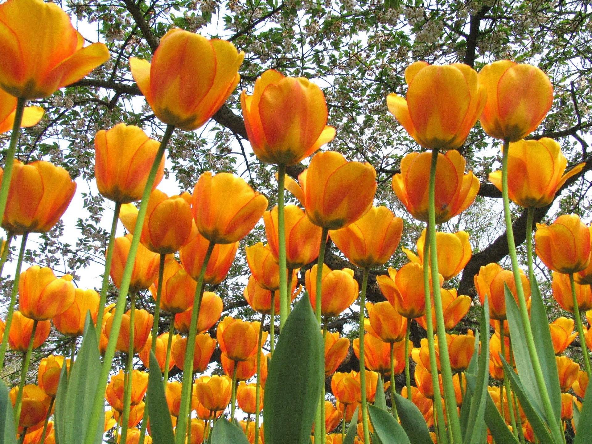 Orange Tulips Blooming Under a Tree HD Wallpaper