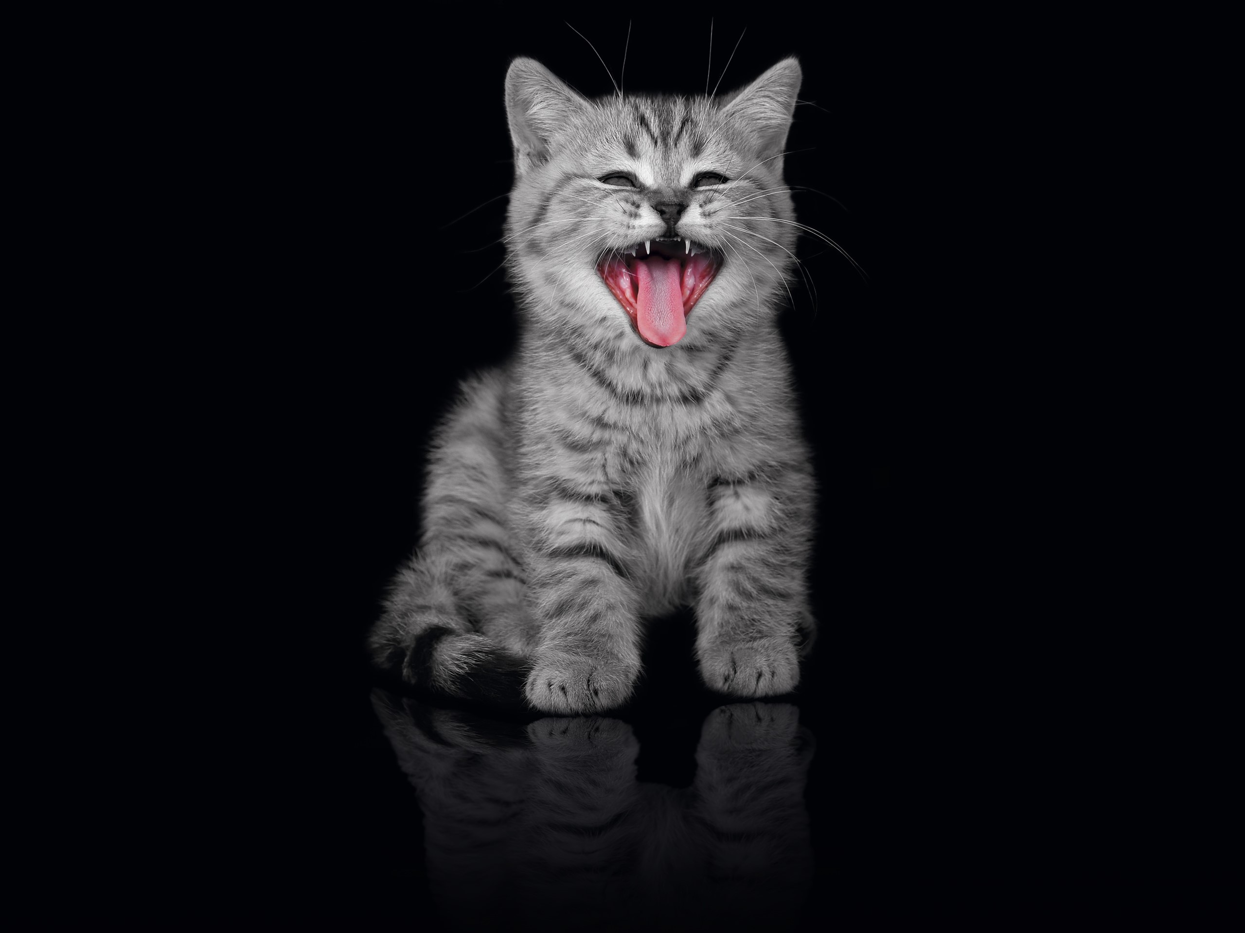 A kitten yawning with its mouth wide open HD Wallpaper
