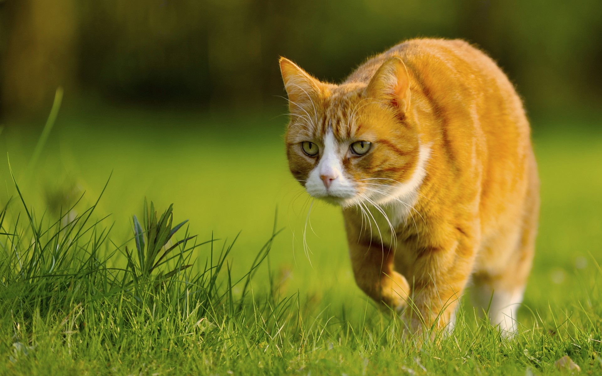 Orange tabby cat walking on grass HD Wallpaper