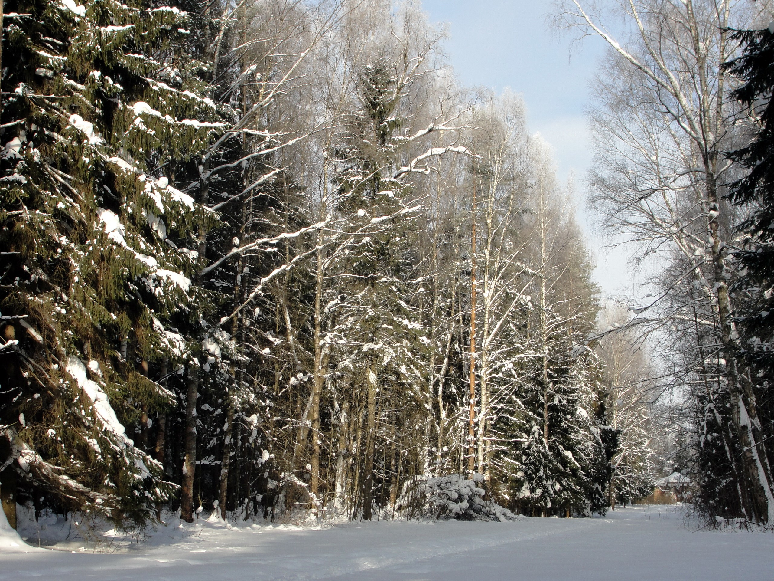 Snowy forest path with evergreen and deciduous trees HD Wallpaper