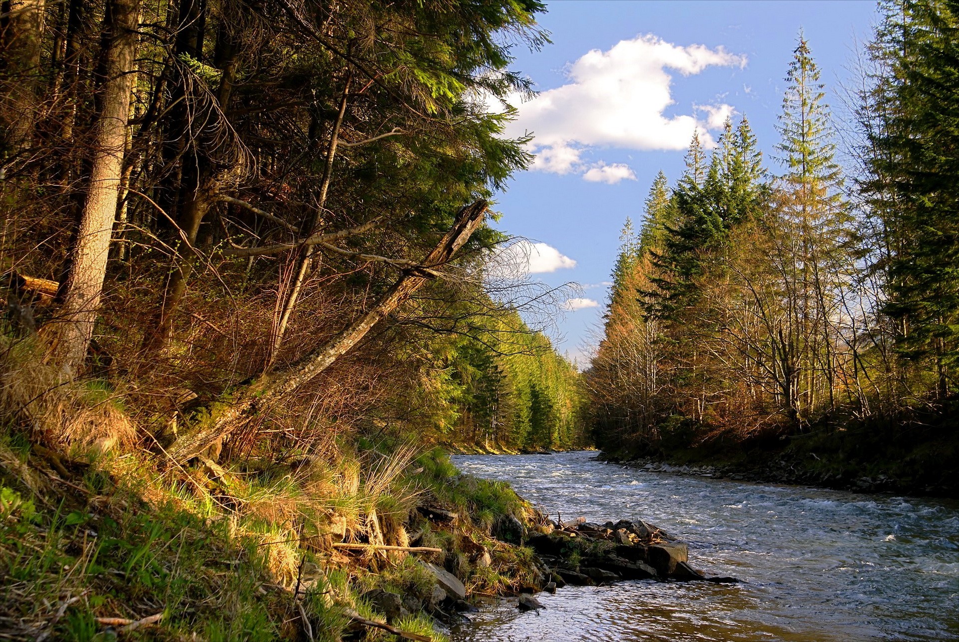 River flowing through a dense forest HD Wallpaper