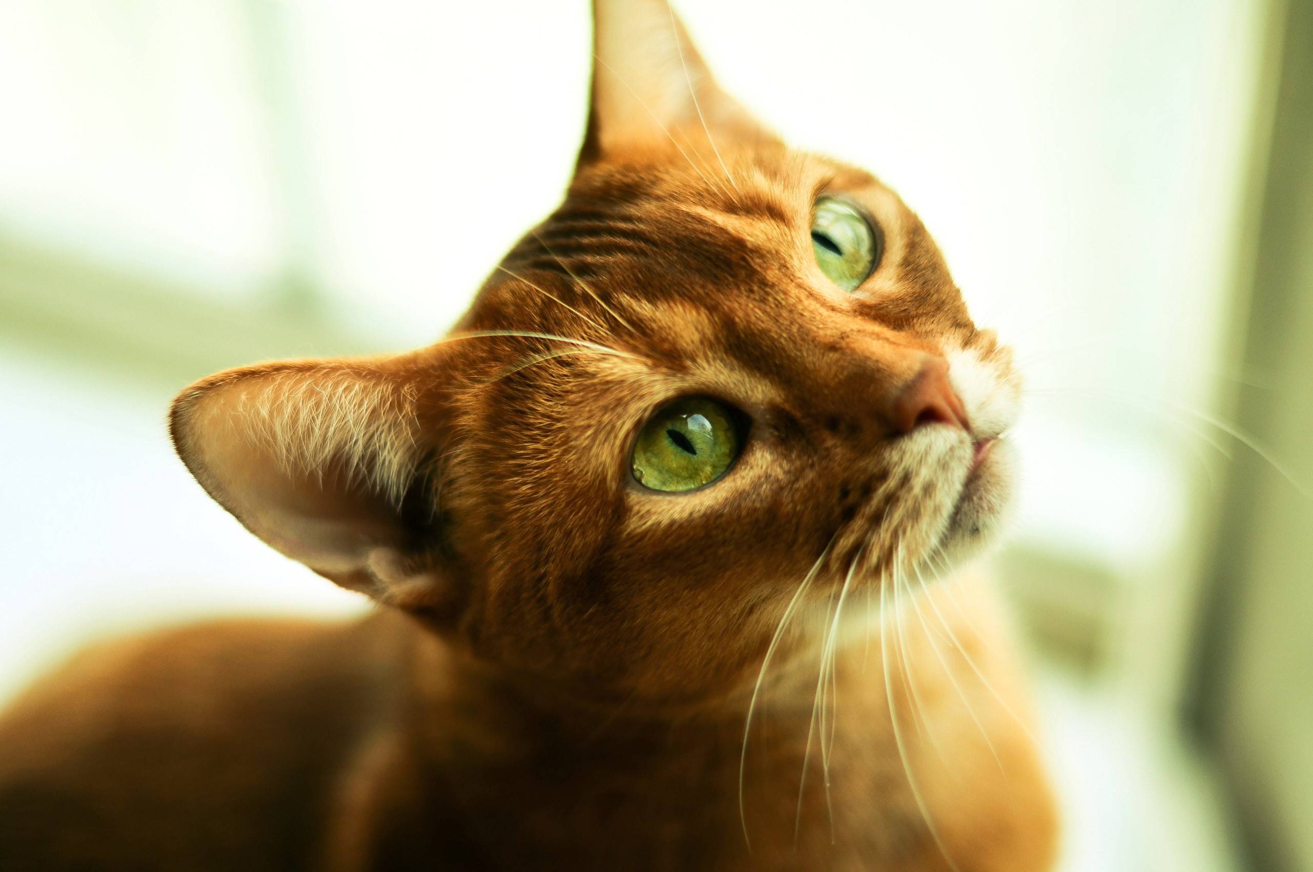 Close-up of an Abyssinian cat with green eyes HD Wallpaper