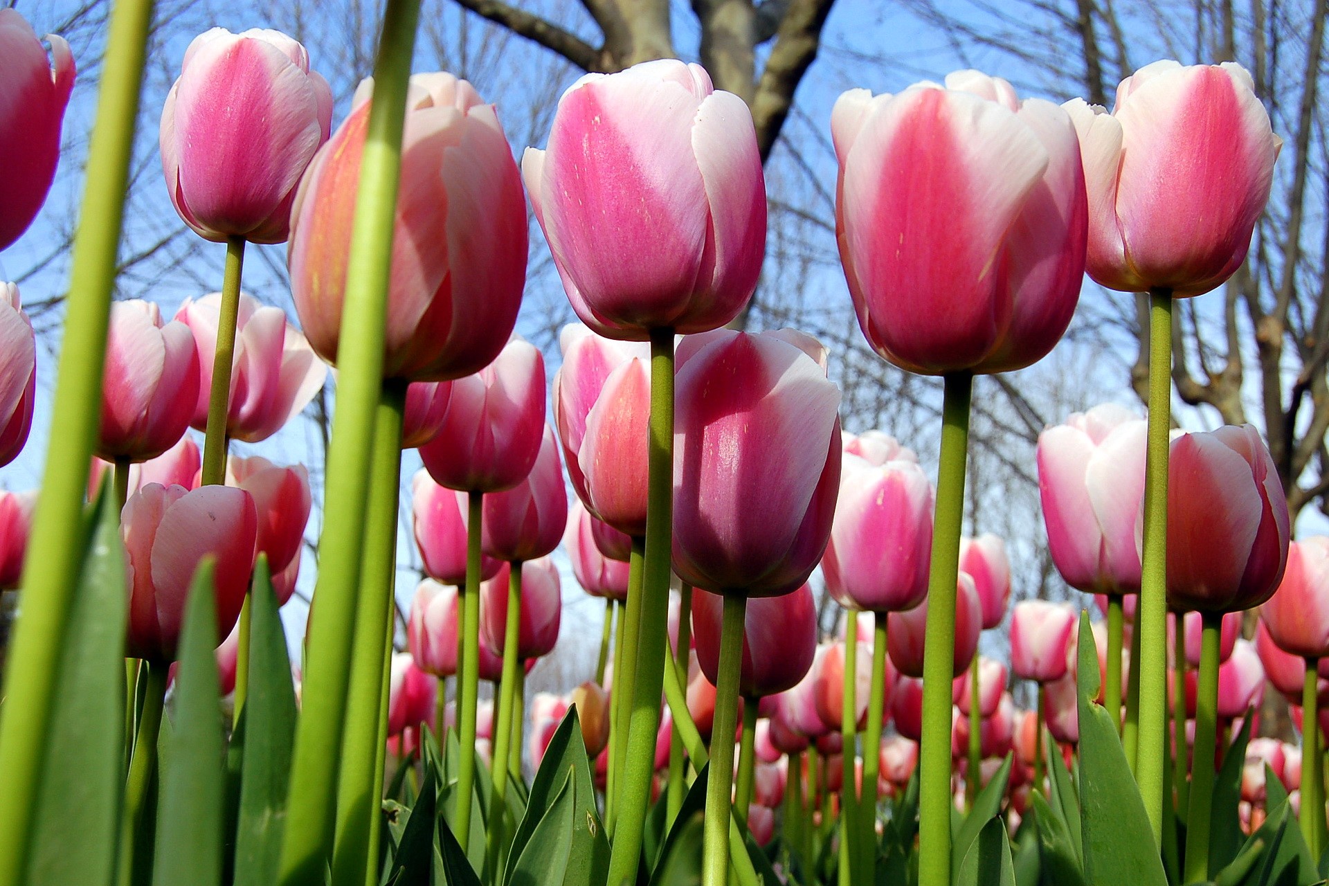 Pink and white tulips blooming in a field HD Wallpaper