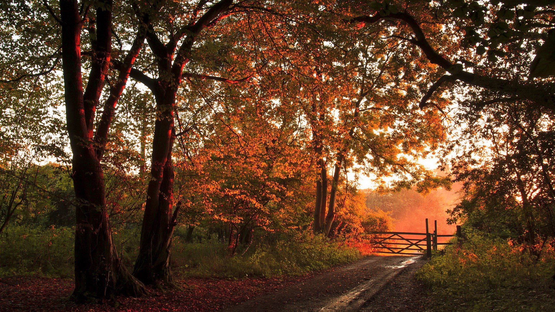 Autumn path with wooden gate at sunset HD Wallpaper