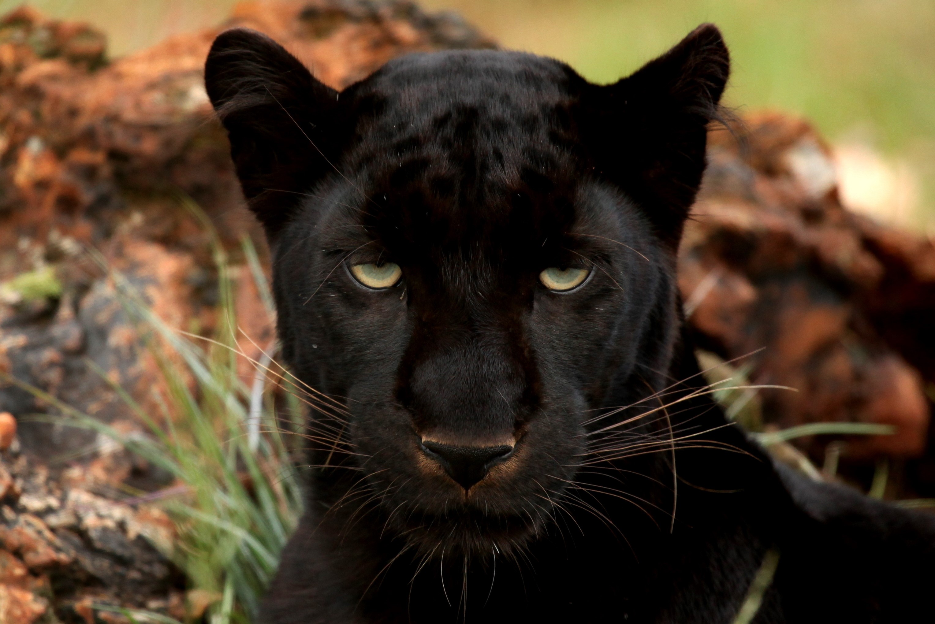Close-up of a black panther's face HD Wallpaper