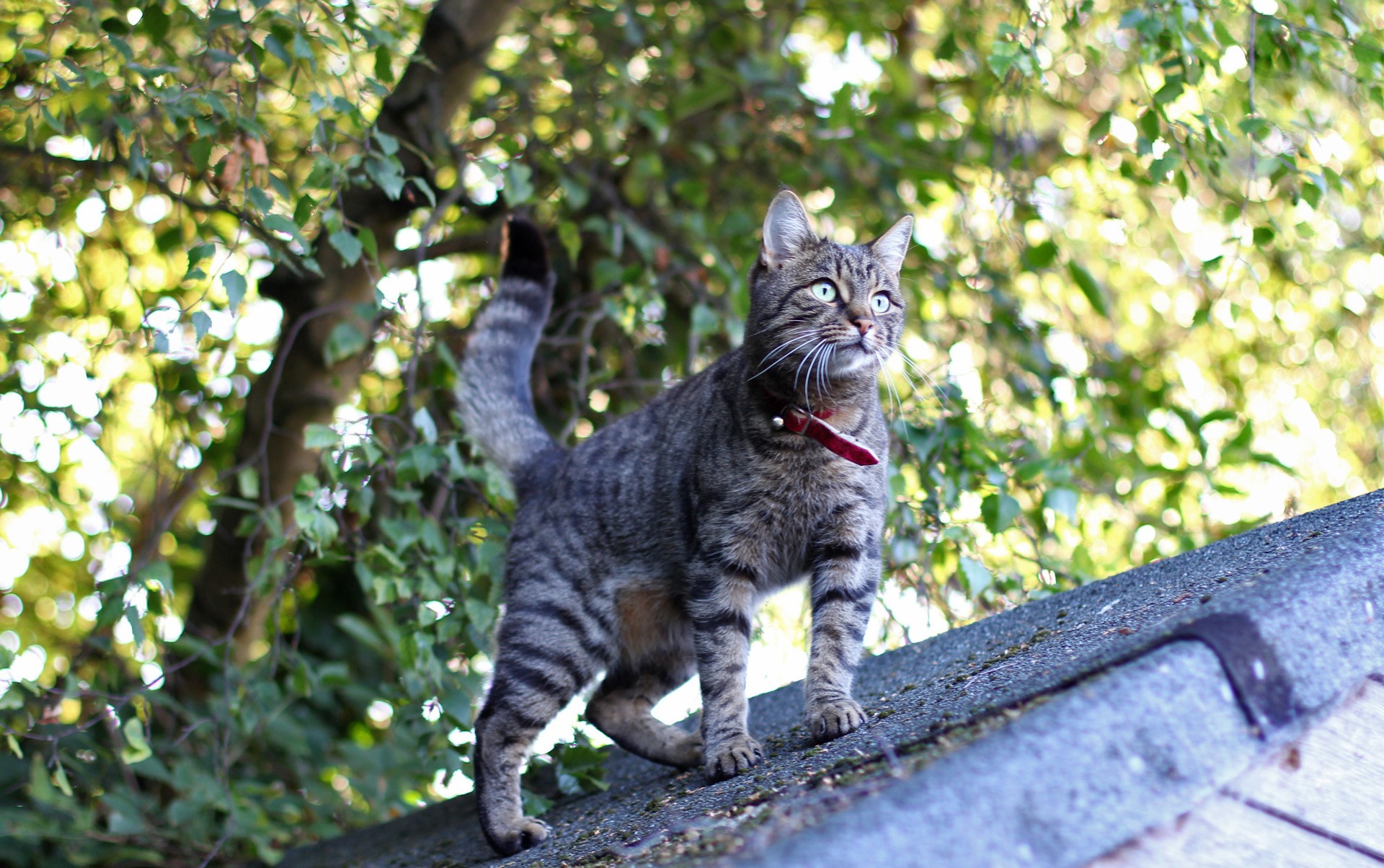 Tabby cat with red collar on a roof HD Wallpaper