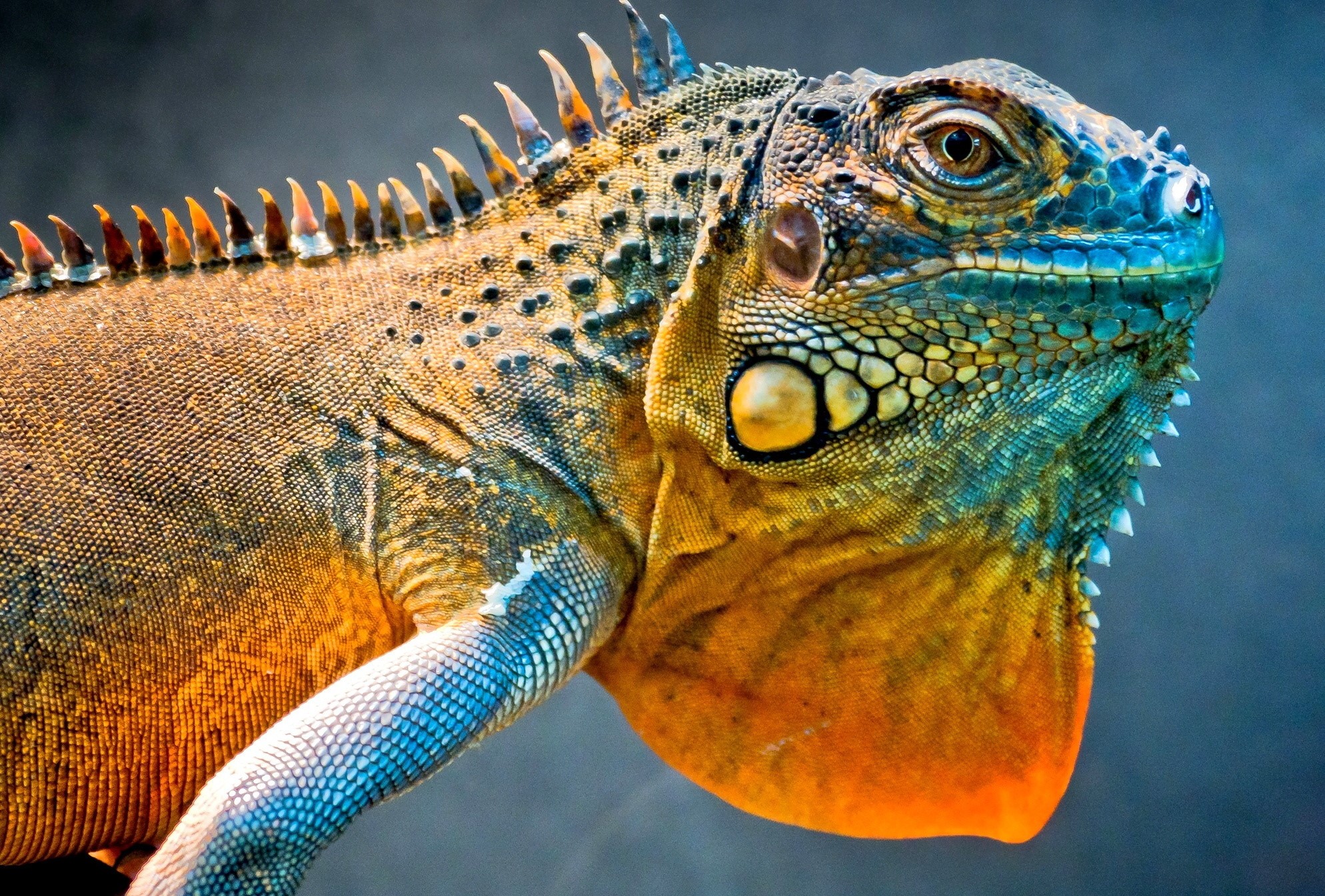 Close-up of a colorful iguana HD Wallpaper