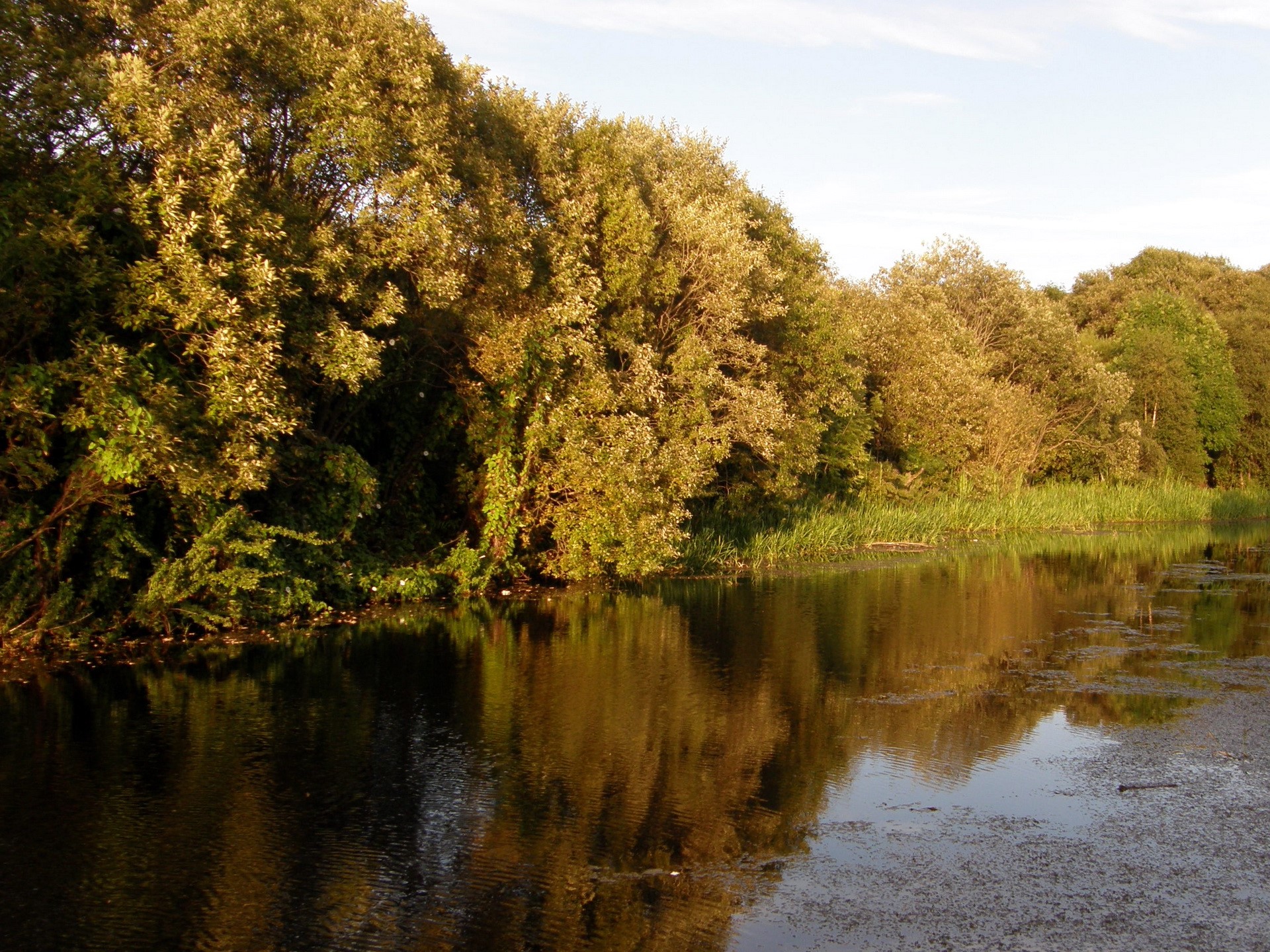 Trees reflecting in a river HD Wallpaper